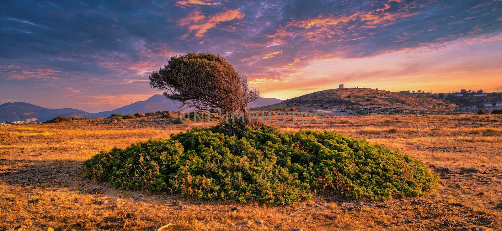 Beautiful Tree in Mountains National Park Scenic Sunrise Landscape. Colors of Nature. download photo