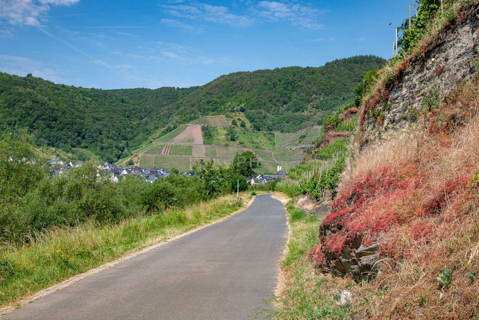 the cycle path along the Moselle in Germany near the town of Bremm with the rocks on the right with the wine grapes and other vegetation