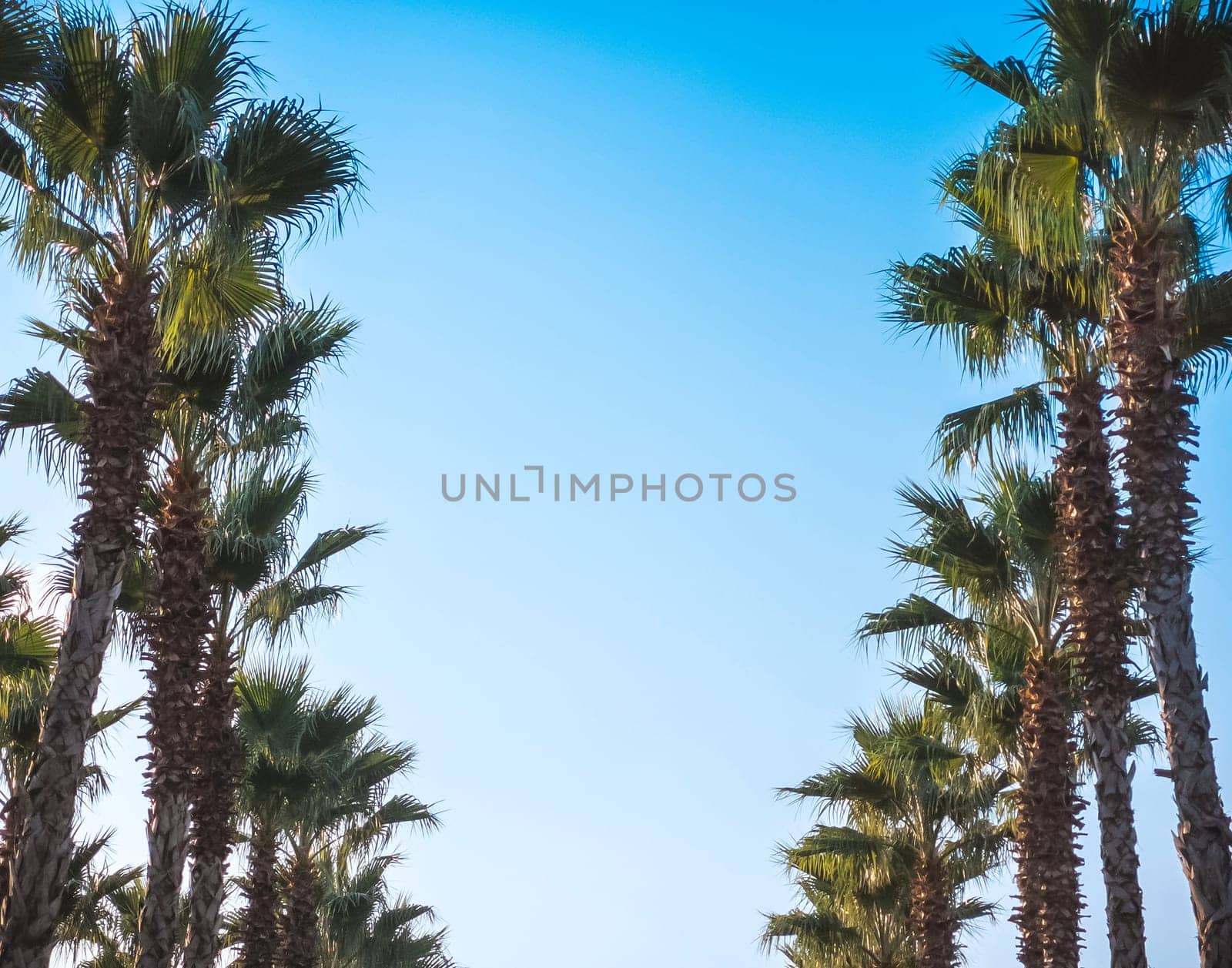 Palms frame in vintage retro toned with copy space in center. Beautiful pattern of palm trees rows on street with amazing blue sky. Fashion, travel, summer, vacation and tropical beach concept