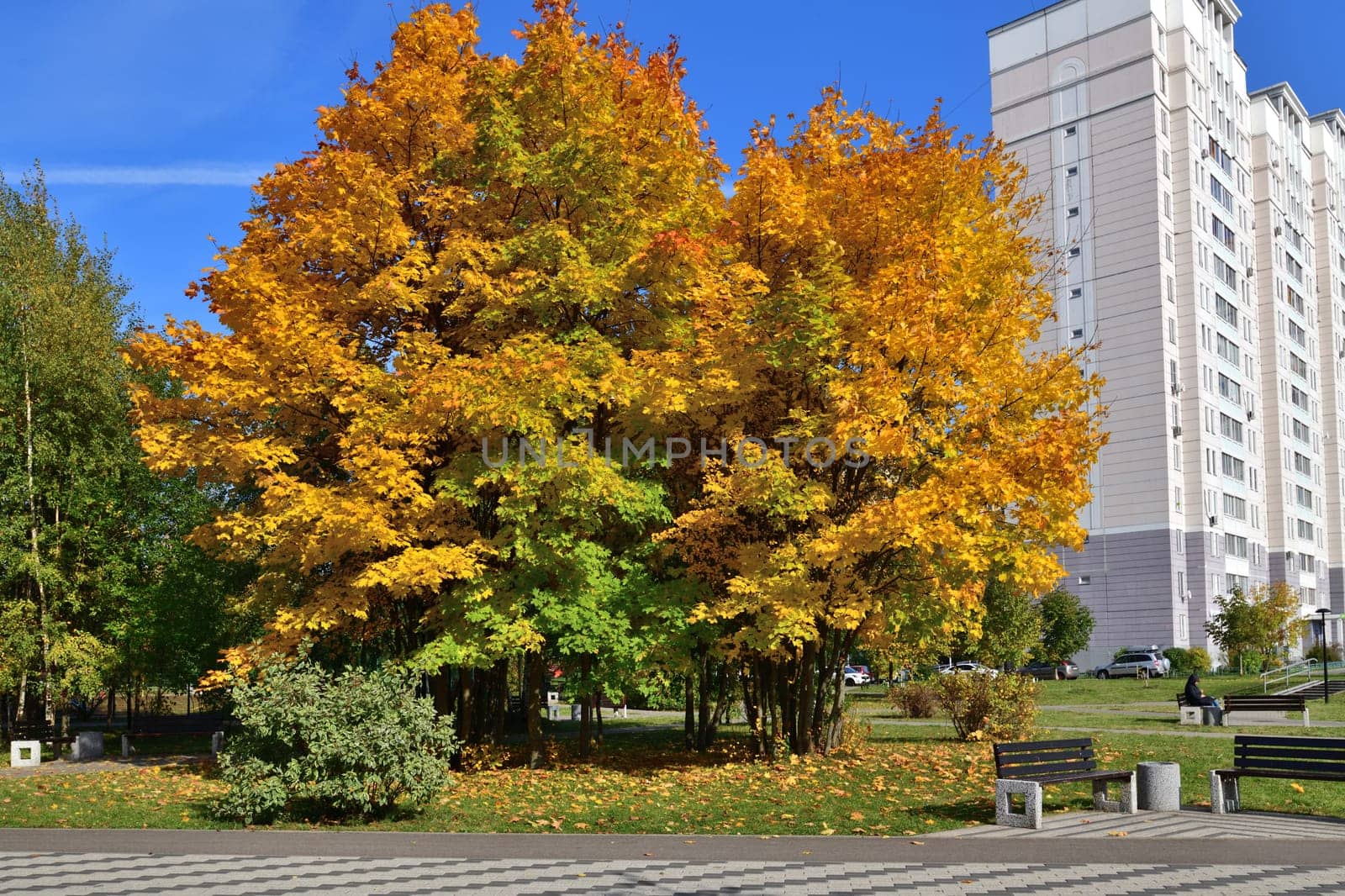 Moscow, Russia - October 2. 2021. Golden autumn on the boulevardin Zelenograd by olgavolodina