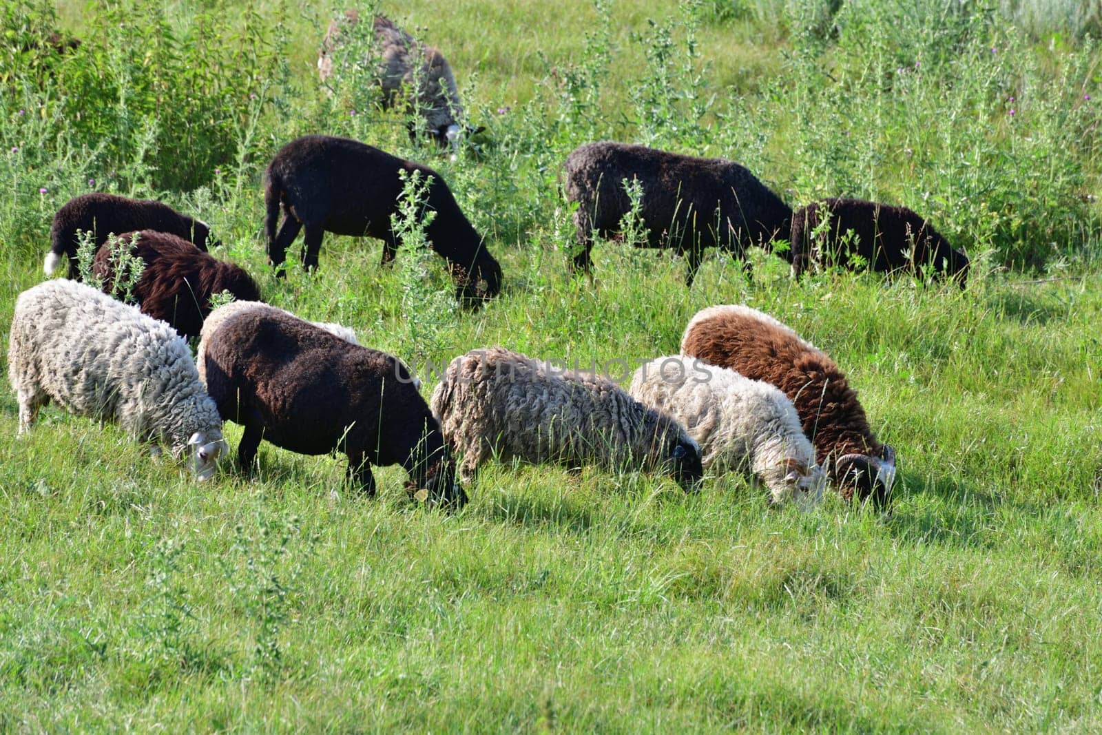 Several sheep graze on lawn, Russia