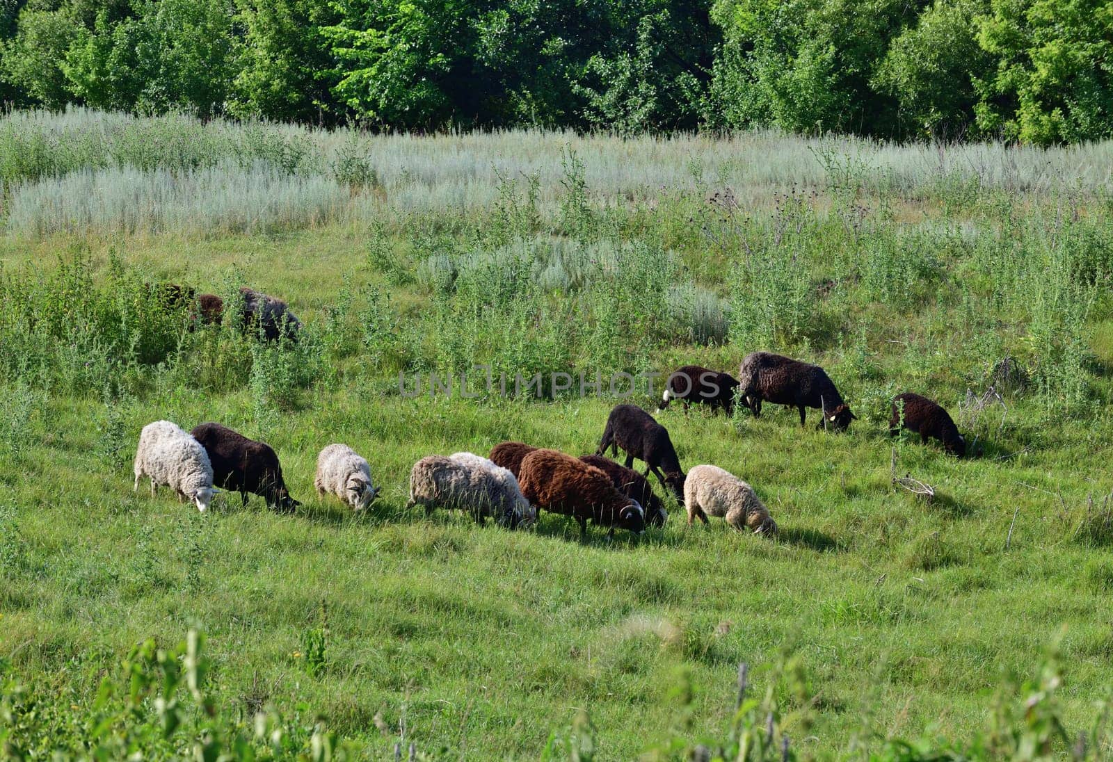 Several sheep graze on lawn, Russia