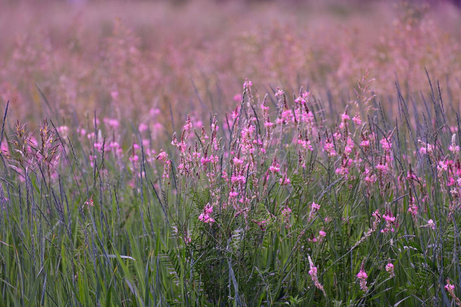 Onobrychis viciifolia - wild legume with a small pale pink flowers