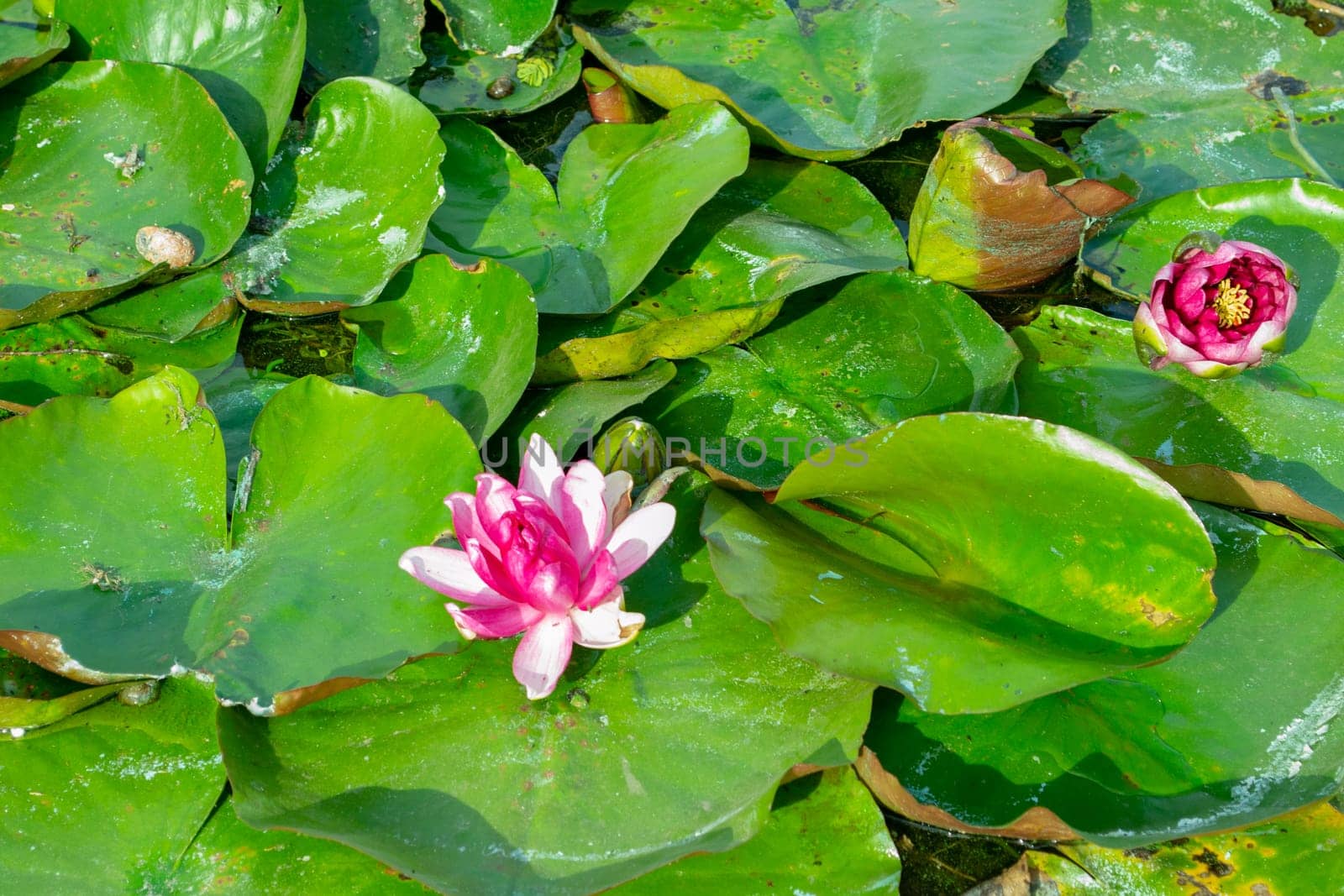 gentle pink flower among the green leaves of water lilies by feoktistova