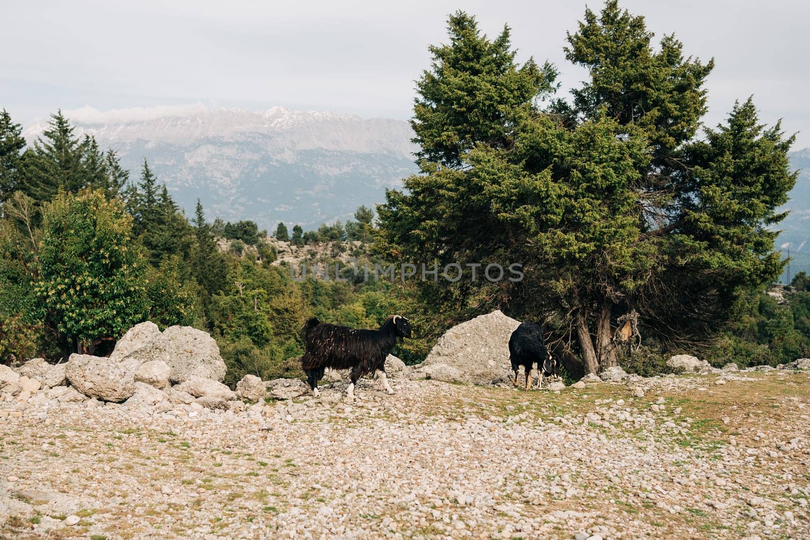 A scenic city park landscape view of a mountain, green forest, black goats. and dirt road under cloudy sky in changeable weather. Black goats eating grass.