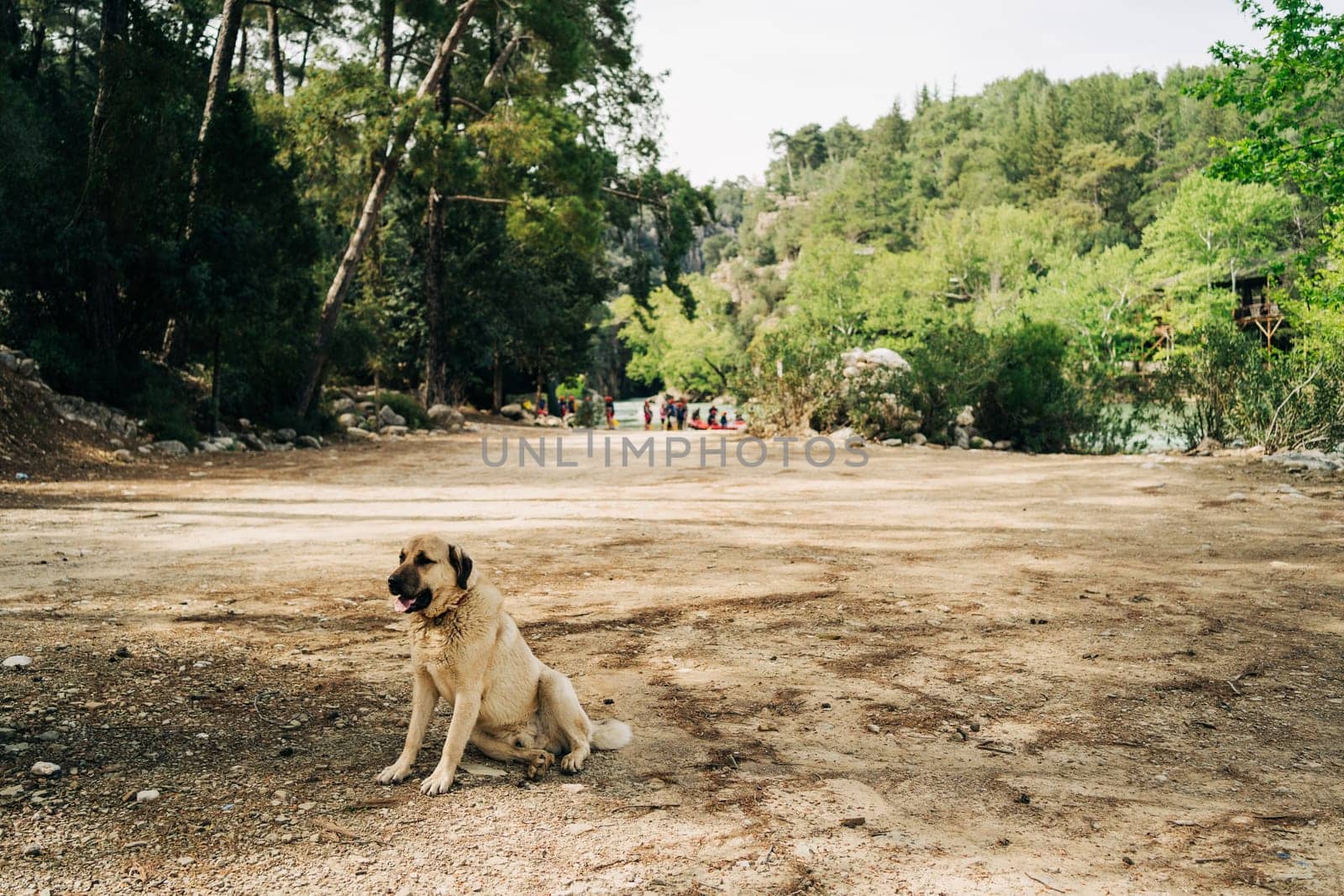 Abandoned homeless stray furry dog lonely sitting in sadness on the ground outside in the forest park by Ostanina
