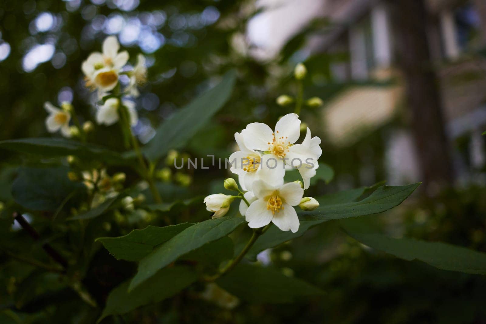 Photo of flowering shrub mock orange White flower. by electrovenik