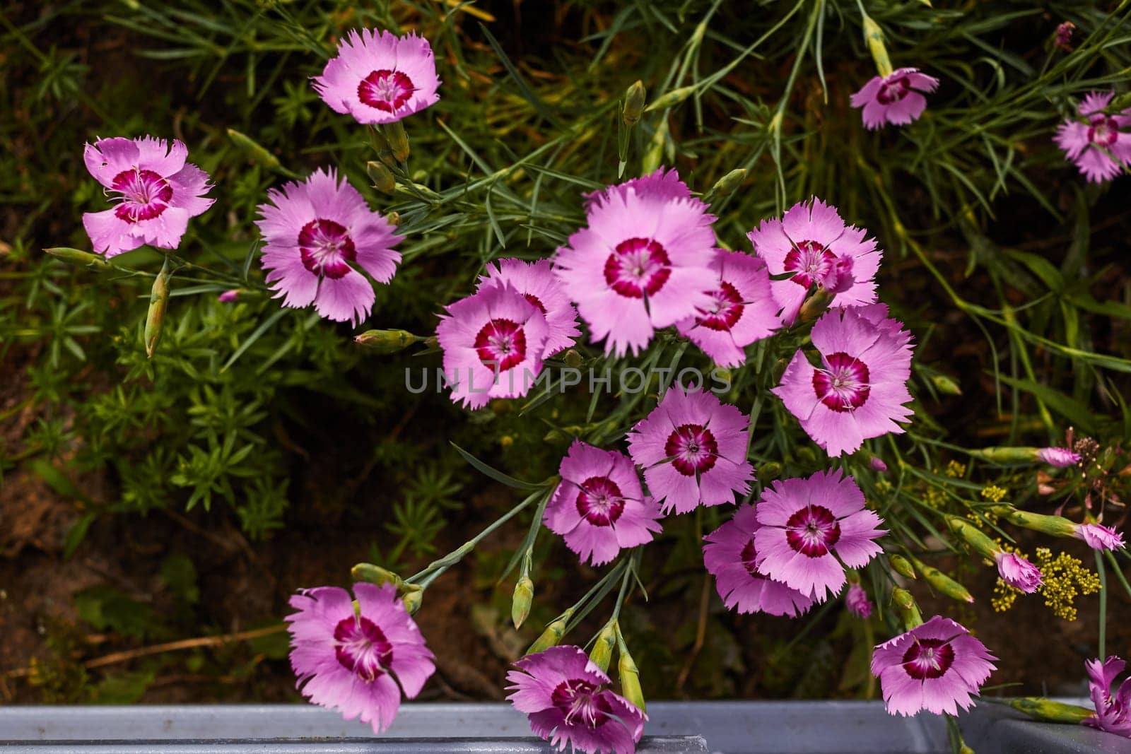 Photo of pink small flowers Turkish carnation. Flowering plant. Care, watering, weeding, transplanting.
