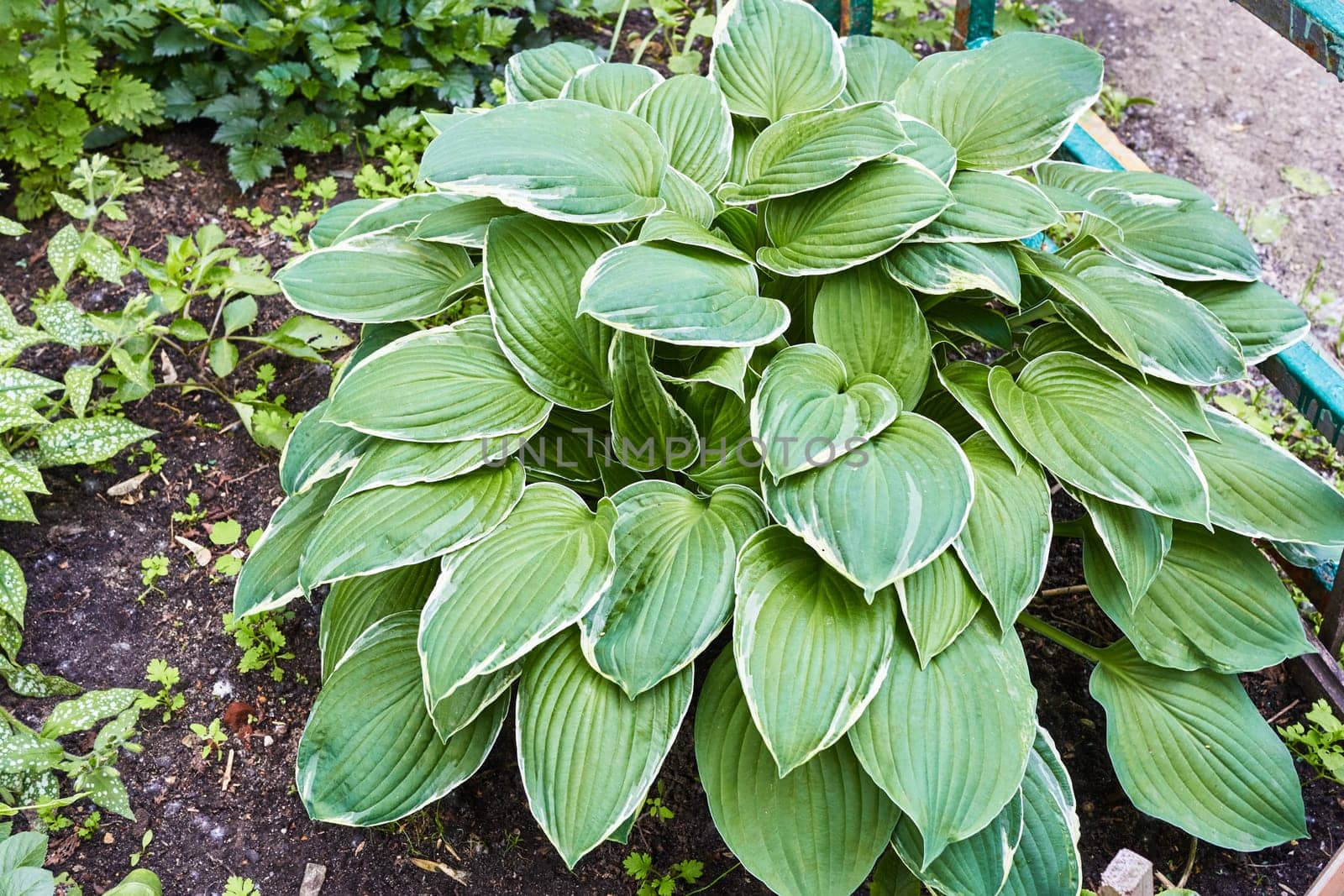 Photo of green hosta plant in flower bed by electrovenik