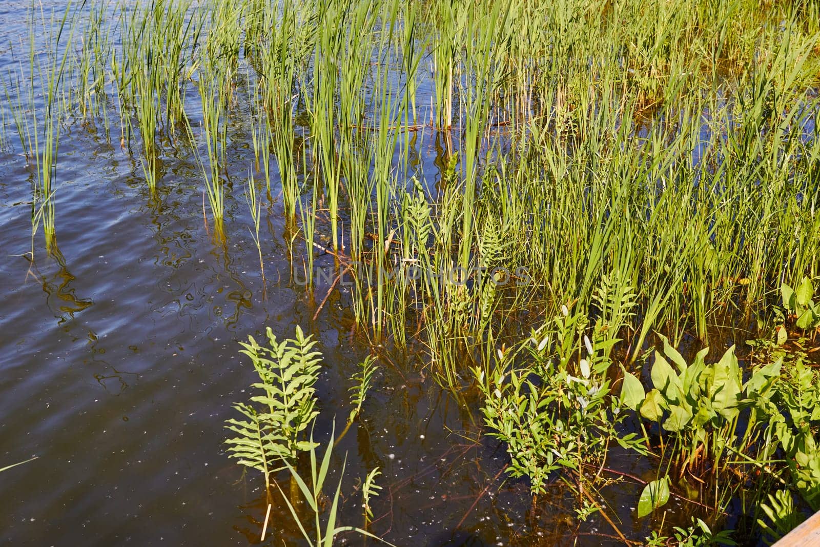 Photo of pond and green grass. Surface of water. Lake. Ecosystem.