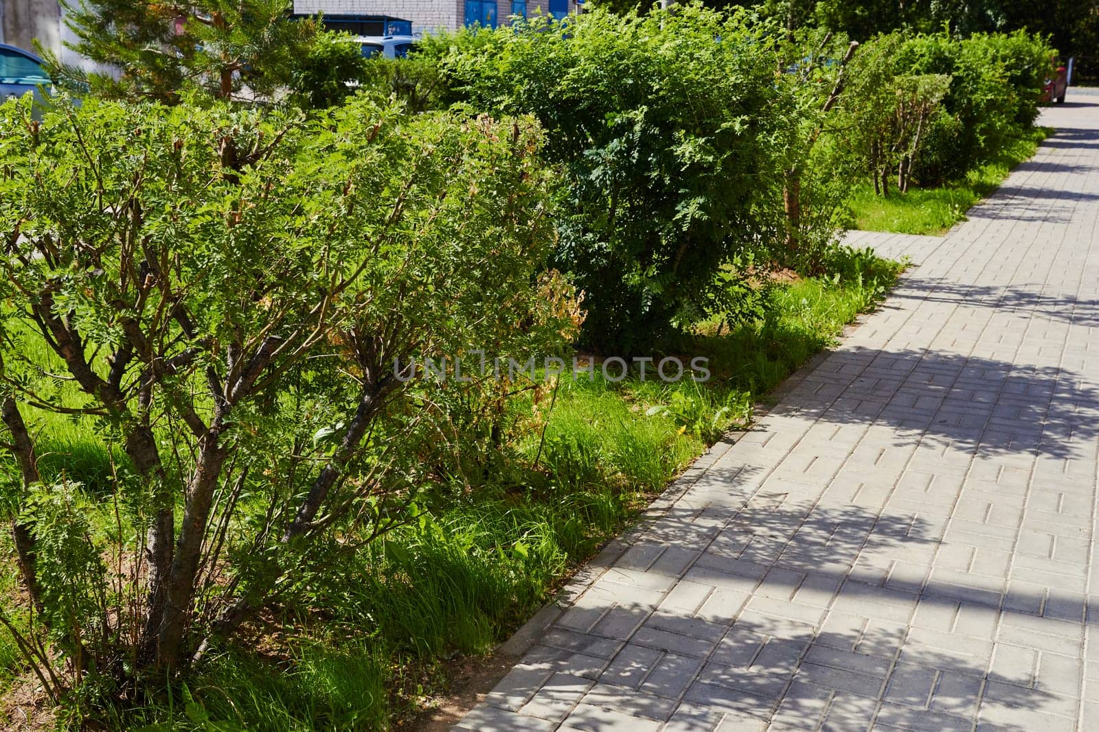 Photo green low shrubs next to sidewalk cast shadows on sunny day. Landscaping.