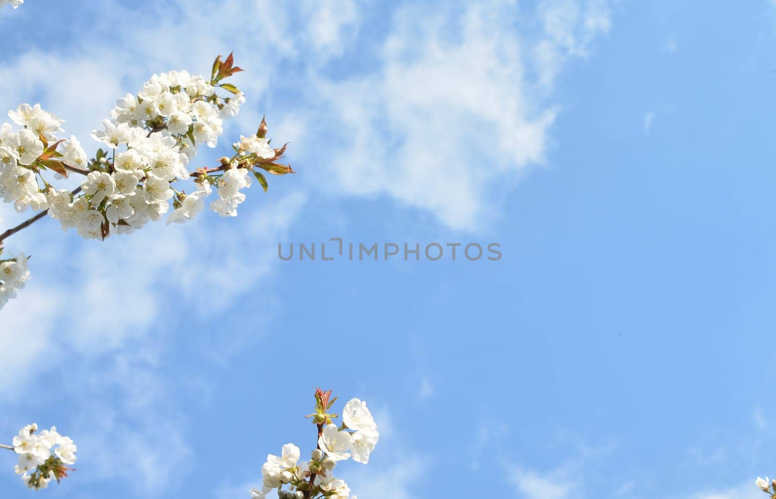 Cherry Blossom with a sky on background by Godi