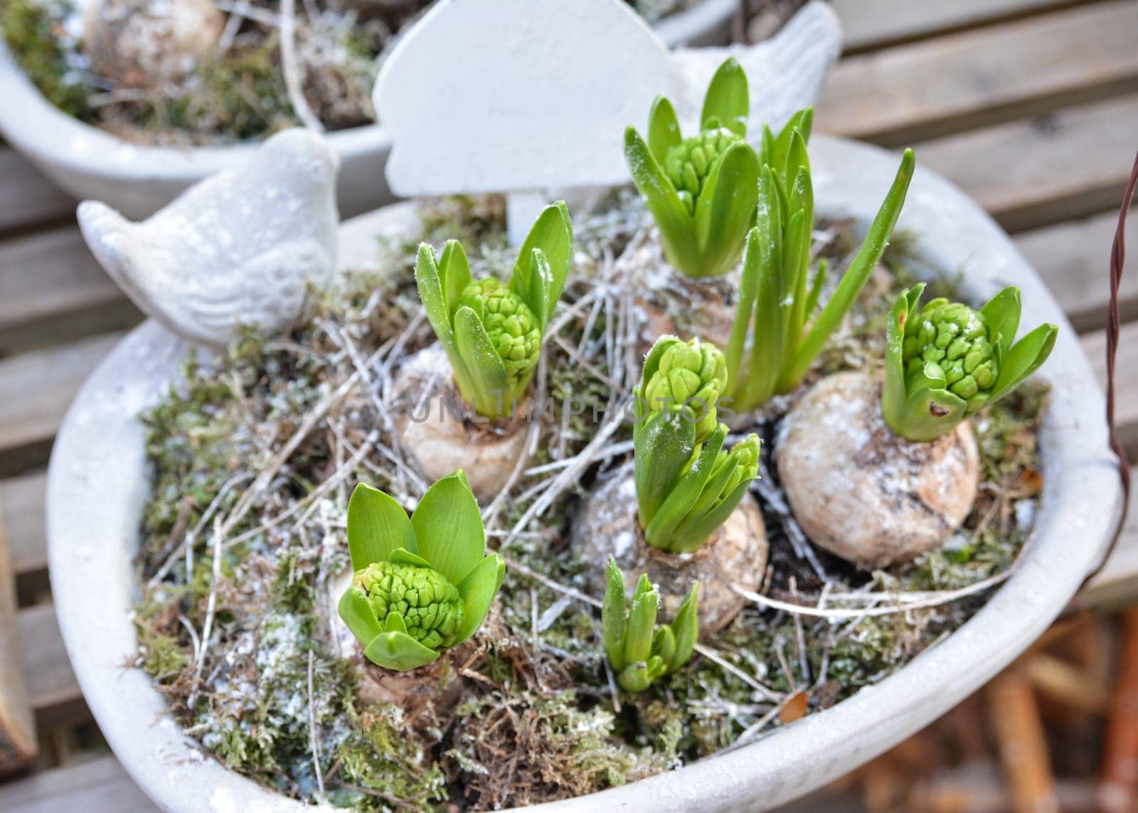Hyacinths in a white pot for planting