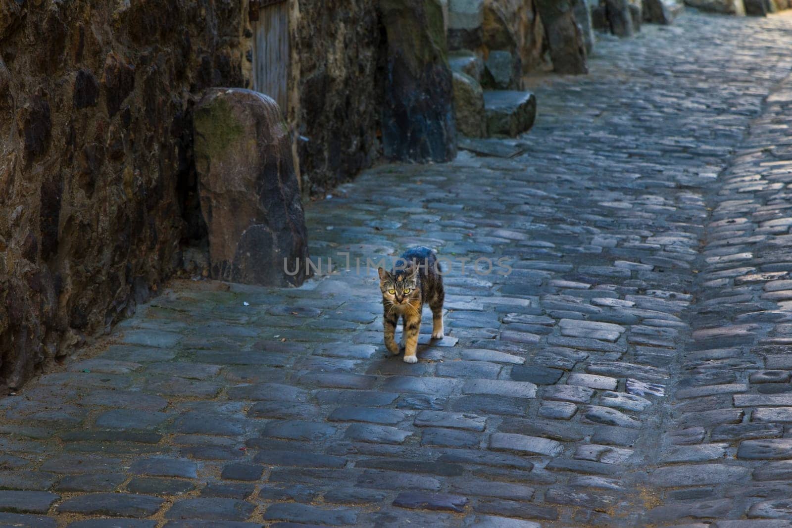 Little kitten walking along the narrow streets of Le Mans, France