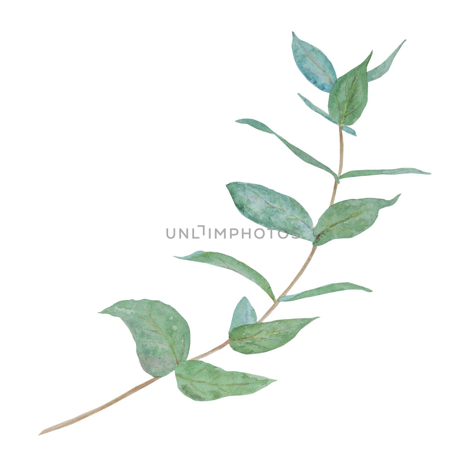 Eucalyptus branch watercolor hand drawn floral illustration. Botanical painting of greenery leaves are isolated. Good as an element in the decorative design of invitation, wedding, greeting cards, textile. Tropical plant, tree branch on the white background. Eukalyptus Silver Dollar, cinerea, gunnii, parvifolia