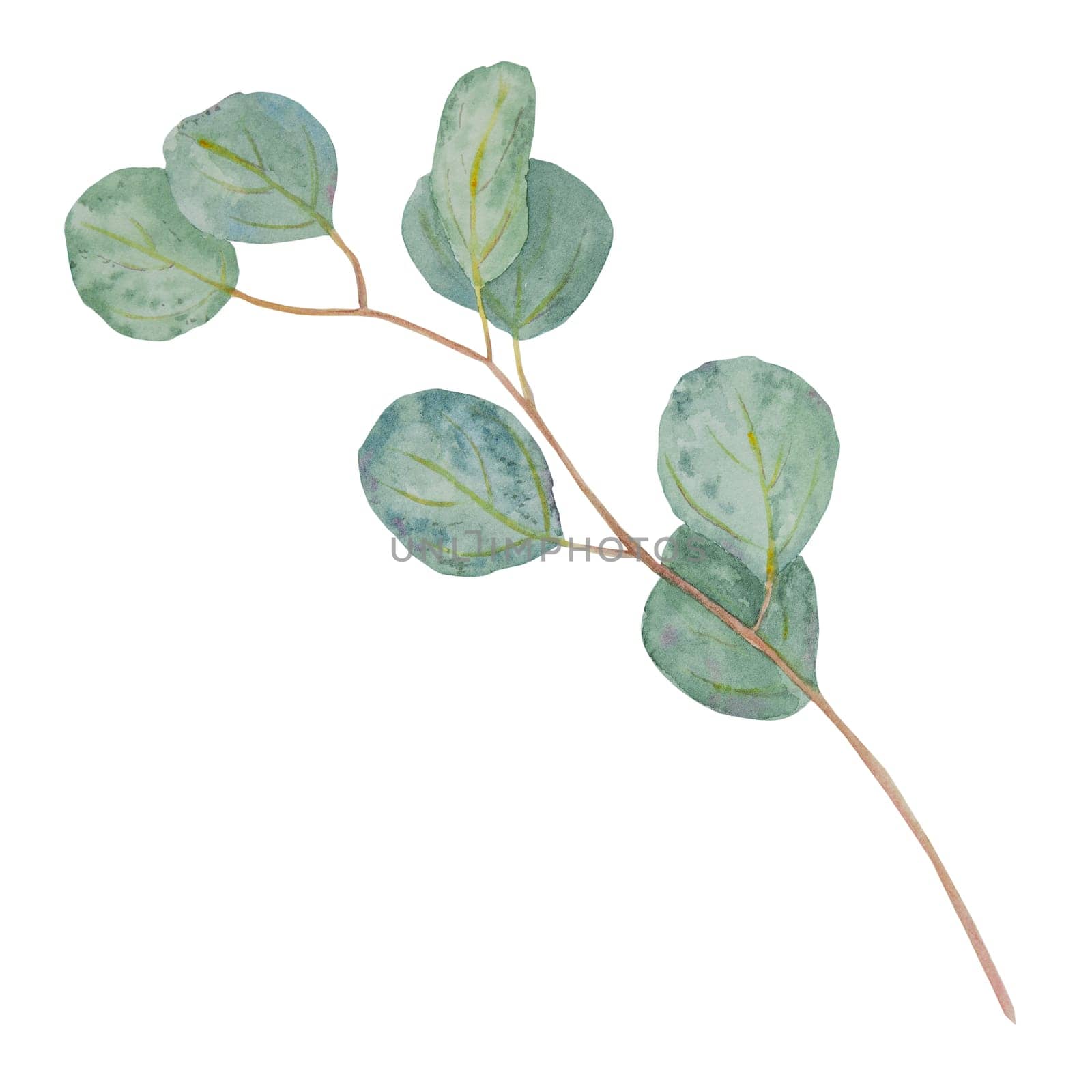 Eucalyptus branch watercolor hand drawn floral illustration. Botanical painting of greenery leaves are isolated. Good as an element in the decorative design of invitation, wedding, greeting cards, textile. Tropical plant, tree branch on the white background. Eucalyptus populus.