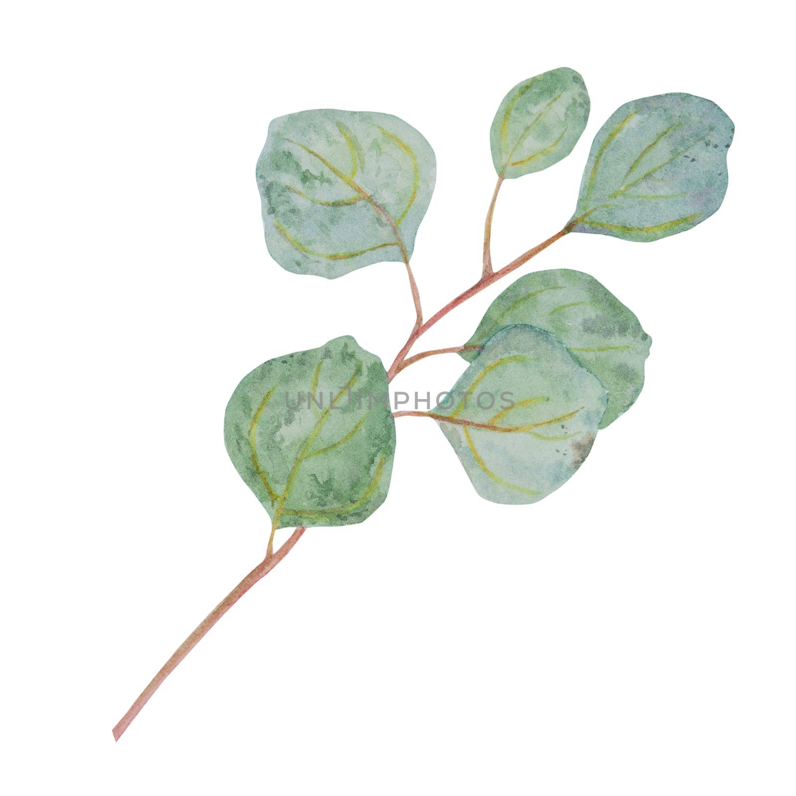 Eucalyptus branch watercolor hand drawn floral illustration. Botanical painting of greenery leaves are isolated. Good as an element in the decorative design of invitation, wedding, greeting cards, textile. Tropical plant, tree branch on the white background. Eucalyptus populus.