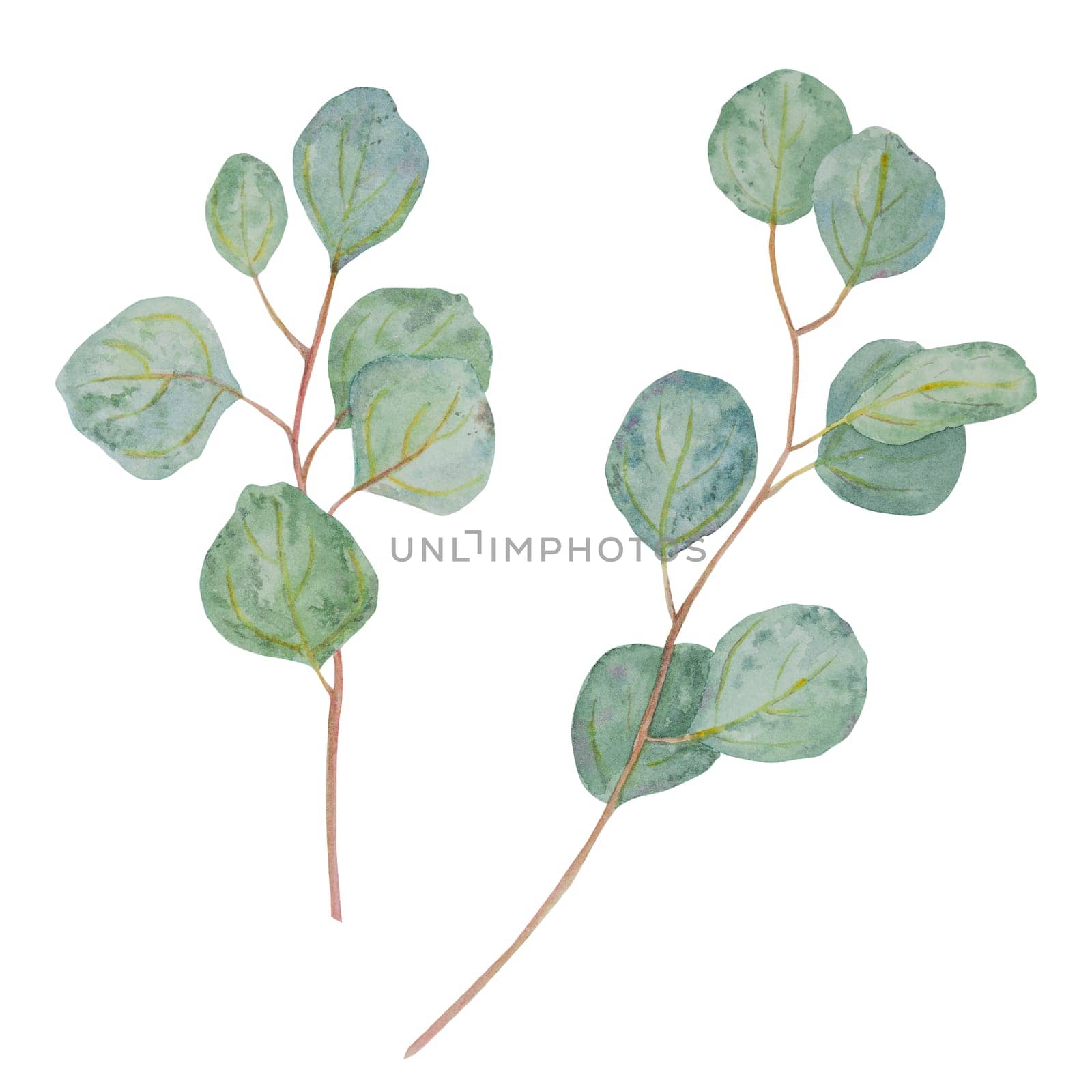 Eucalyptus branch watercolor hand drawn floral illustration. Botanical painting of greenery leaves are isolated. Good as an element in the decorative design of invitation, wedding, greeting cards, textile. Tropical plant, tree branch on the white background. Populus.