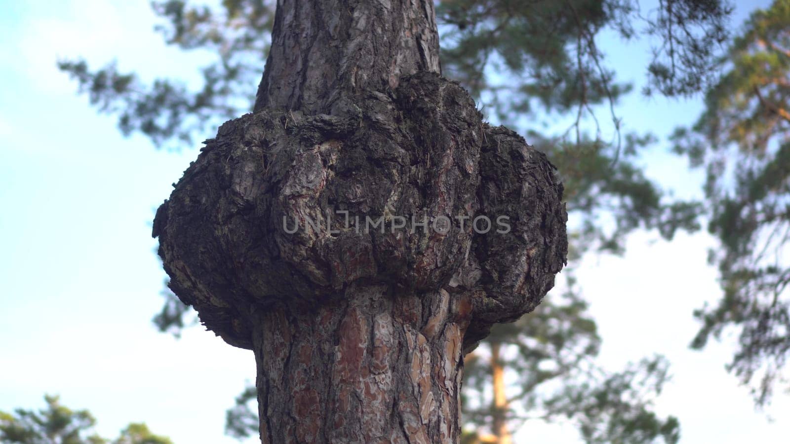 Large growth on a tree. Spruce with swelling around the trunk. 4k