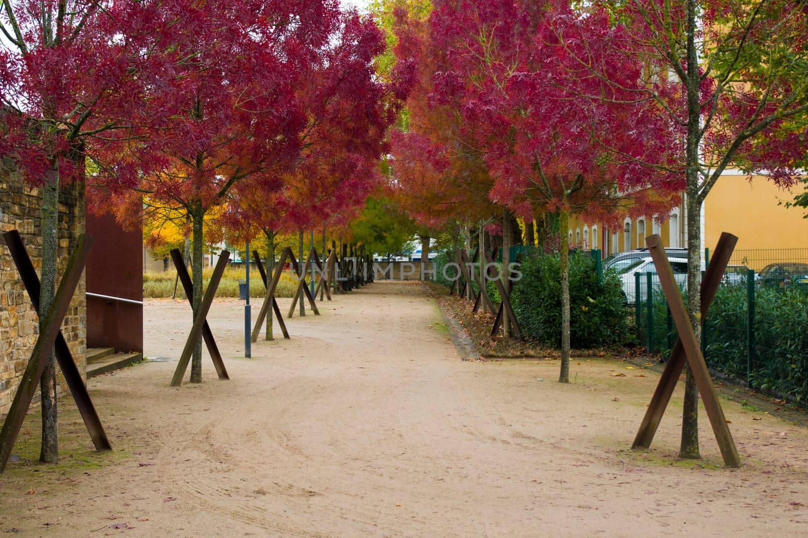 Alley in a park of trees with red leaves. Autumnal season