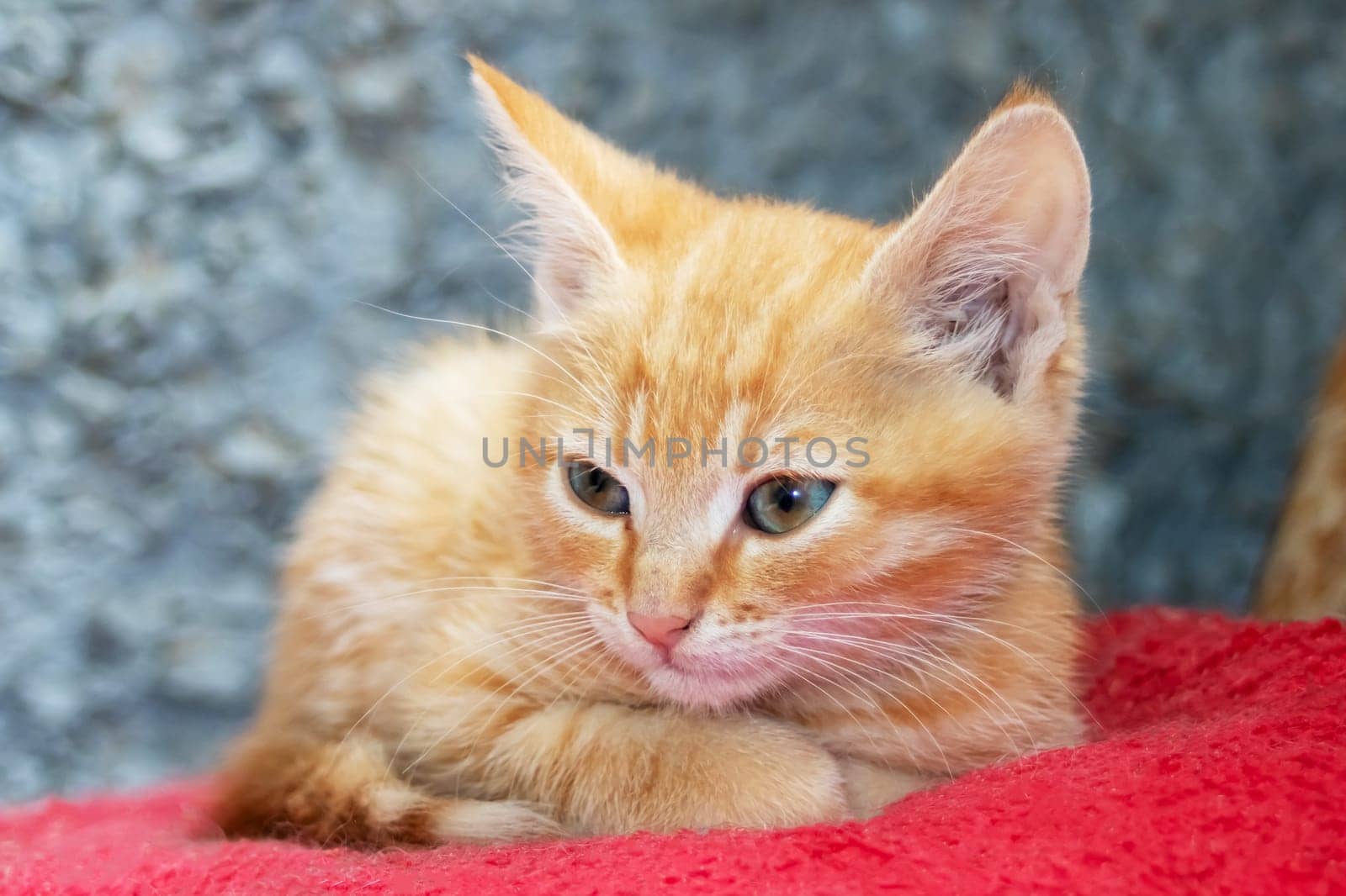 Little red kitten lying on a chair close up