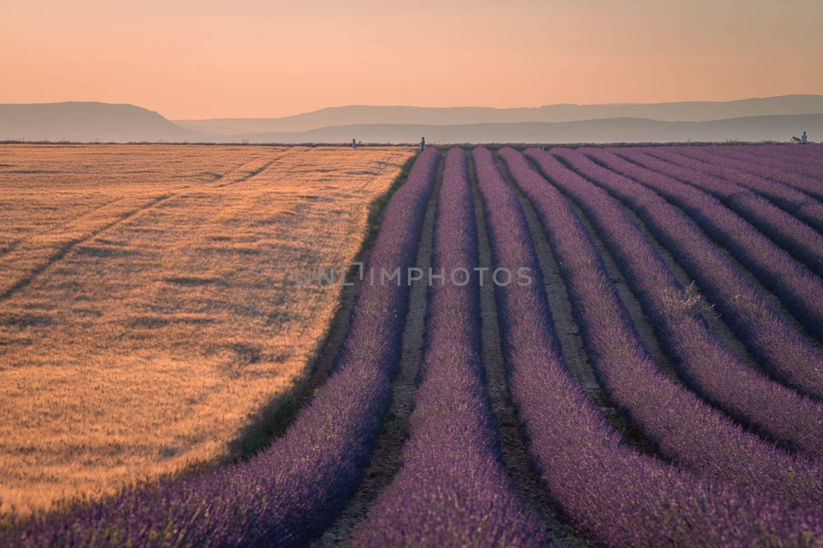 Provence, Lavender field at sunset, Valensole Plateau Provence France, blooming lavender fields, Europe, High quality photo
