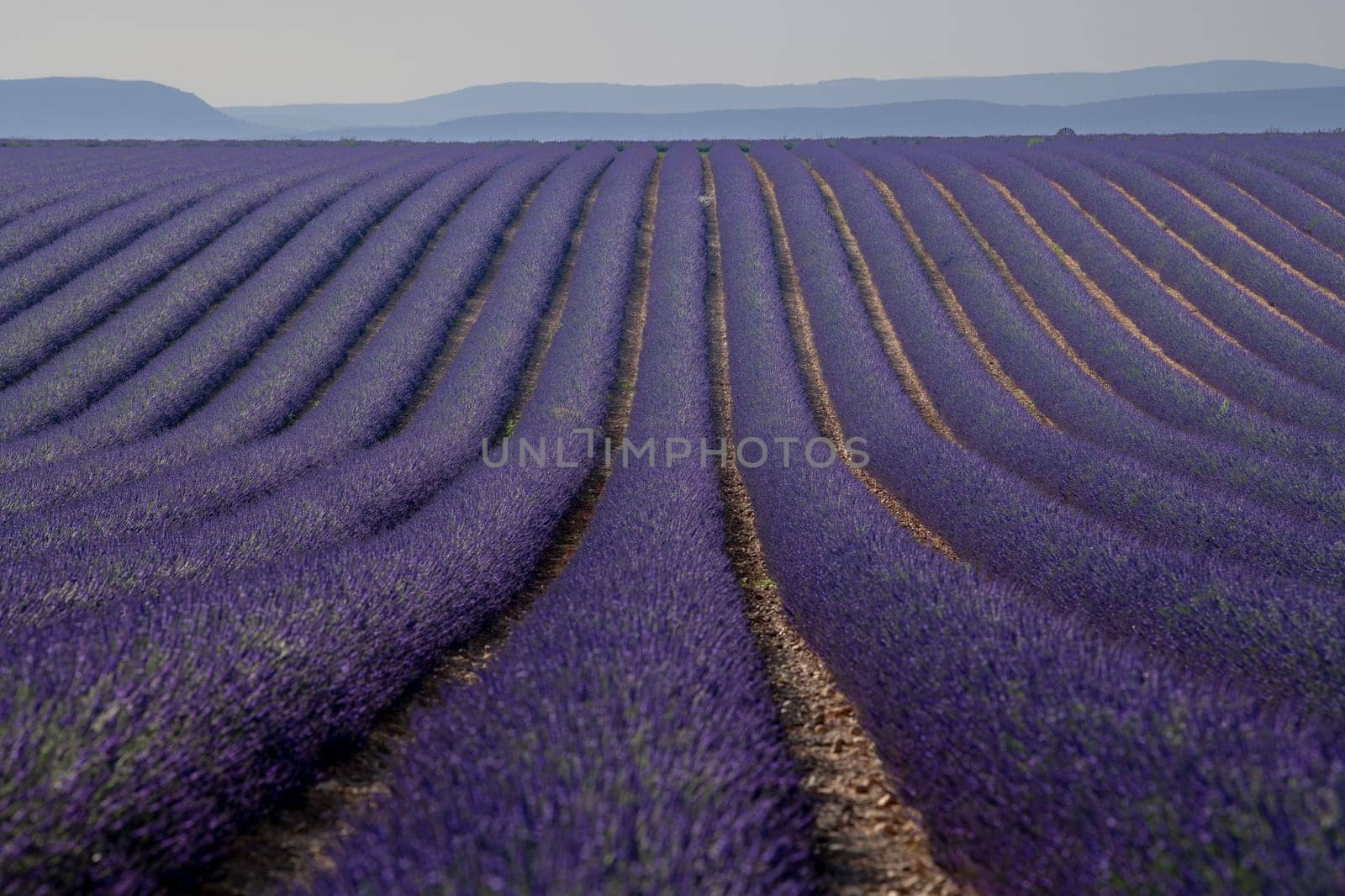 Provence, Lavender field at sunset, Valensole Plateau Provence France, blooming lavender fields, Europe, High quality photo