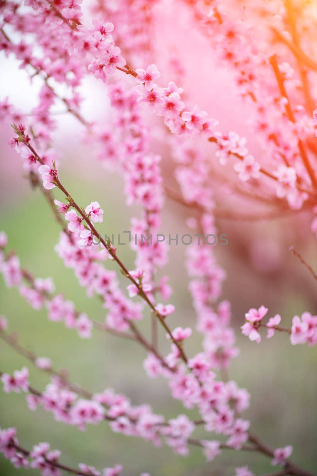 A peach blooms in the spring garden. Beautiful bright pale pink background. A flowering tree branch in selective focus. A dreamy romantic image of spring. Atmospheric natural background by Matiunina