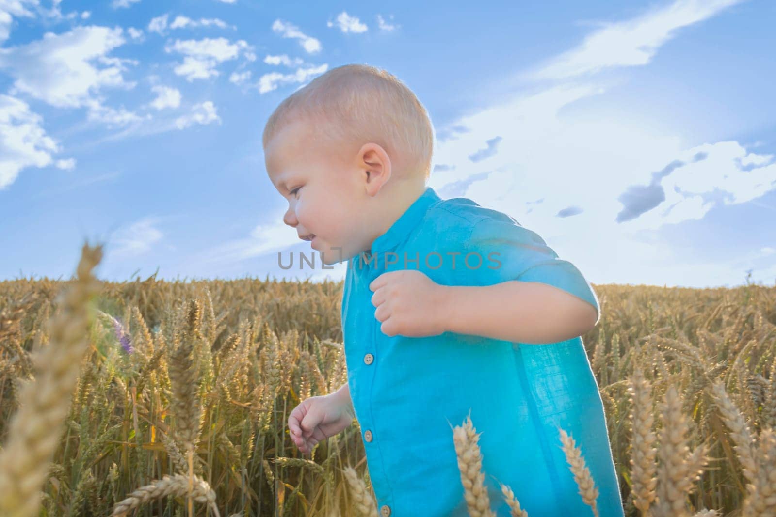 A small, bald boy in a blue shirt is walking and having fun in a field with a grain crop, wheat. Grain for making bread. the concept of economic crisis and hunger. by Alla_Yurtayeva