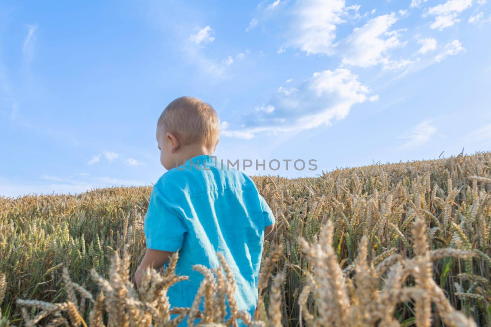 A small, bald boy in a blue shirt is walking and having fun in a field with a grain crop, wheat. Grain for making bread. the concept of economic crisis and hunger. by Alla_Yurtayeva