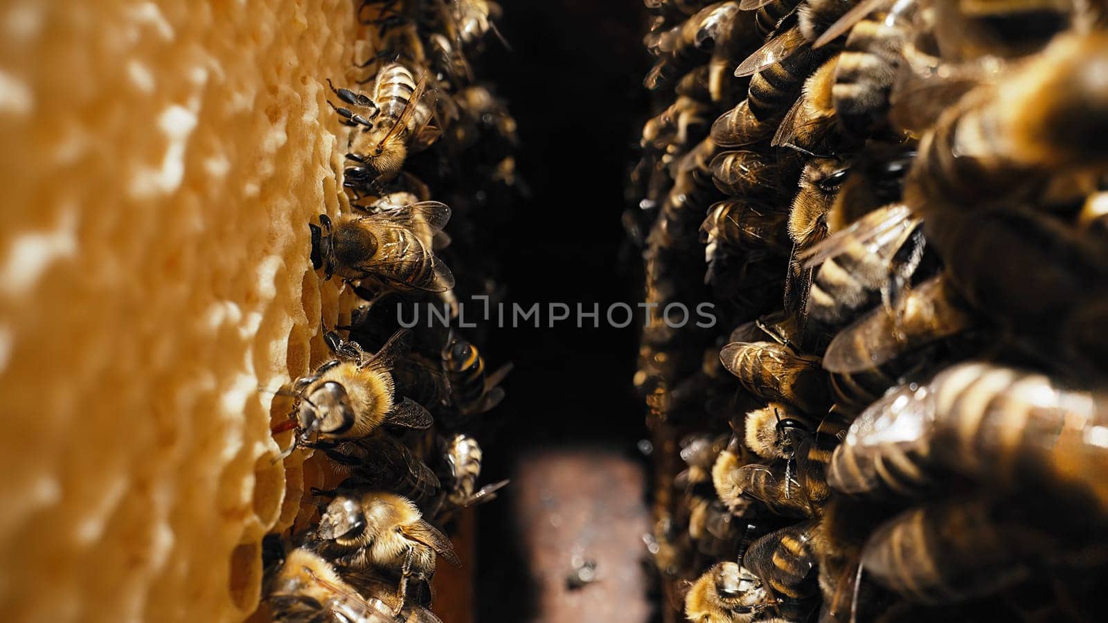 Bees swarming on honeycomb, extreme macro shot. Insects working in wooden beehive, collecting nectar from pollen of flower, create sweet honey. Concept of apiculture, collective work.