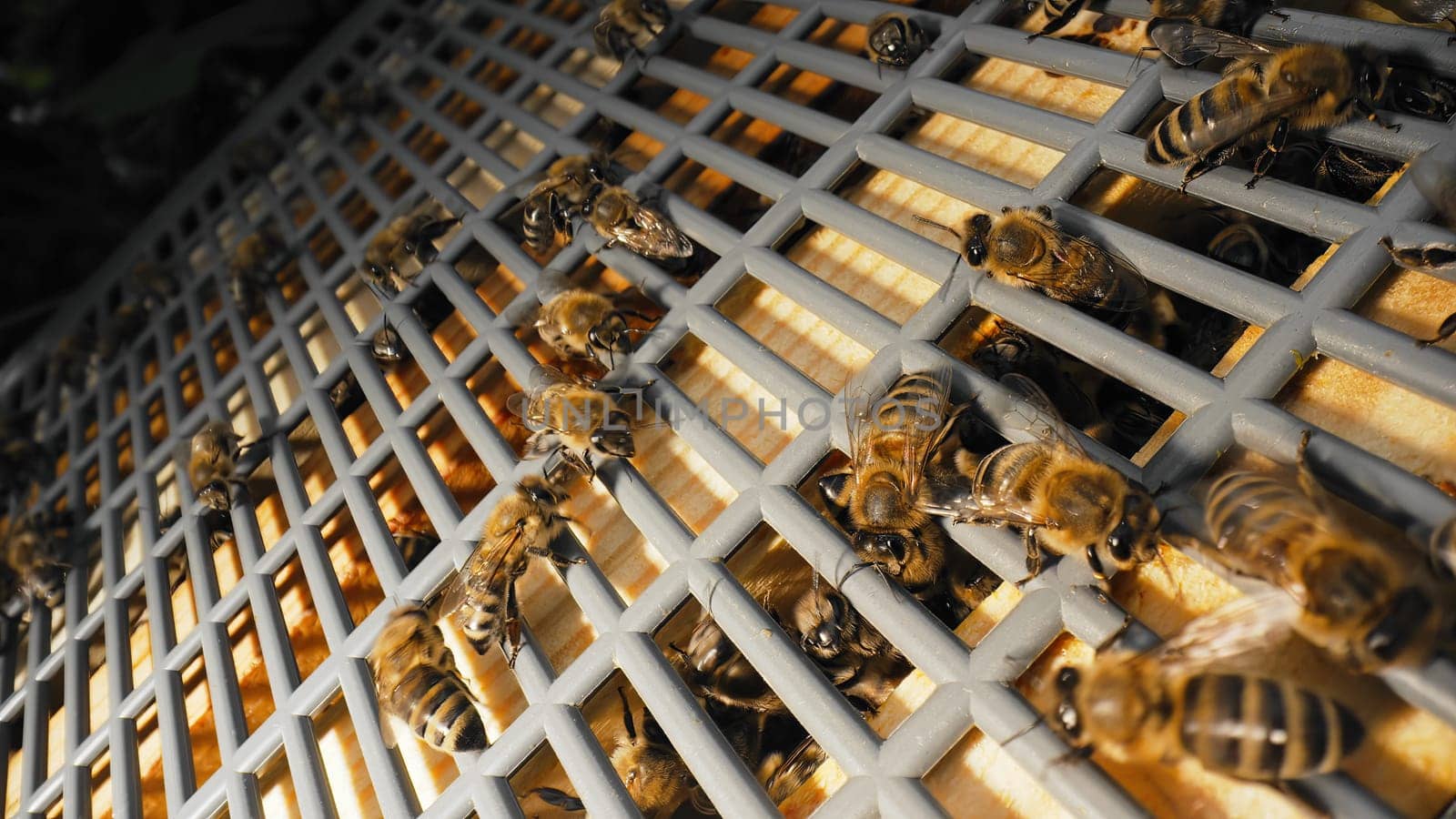 Bees swarming on honeycomb, extreme macro shot. Insects working in wooden beehive, collecting nectar from pollen of flower, create sweet honey. Concept of apiculture, collective work.