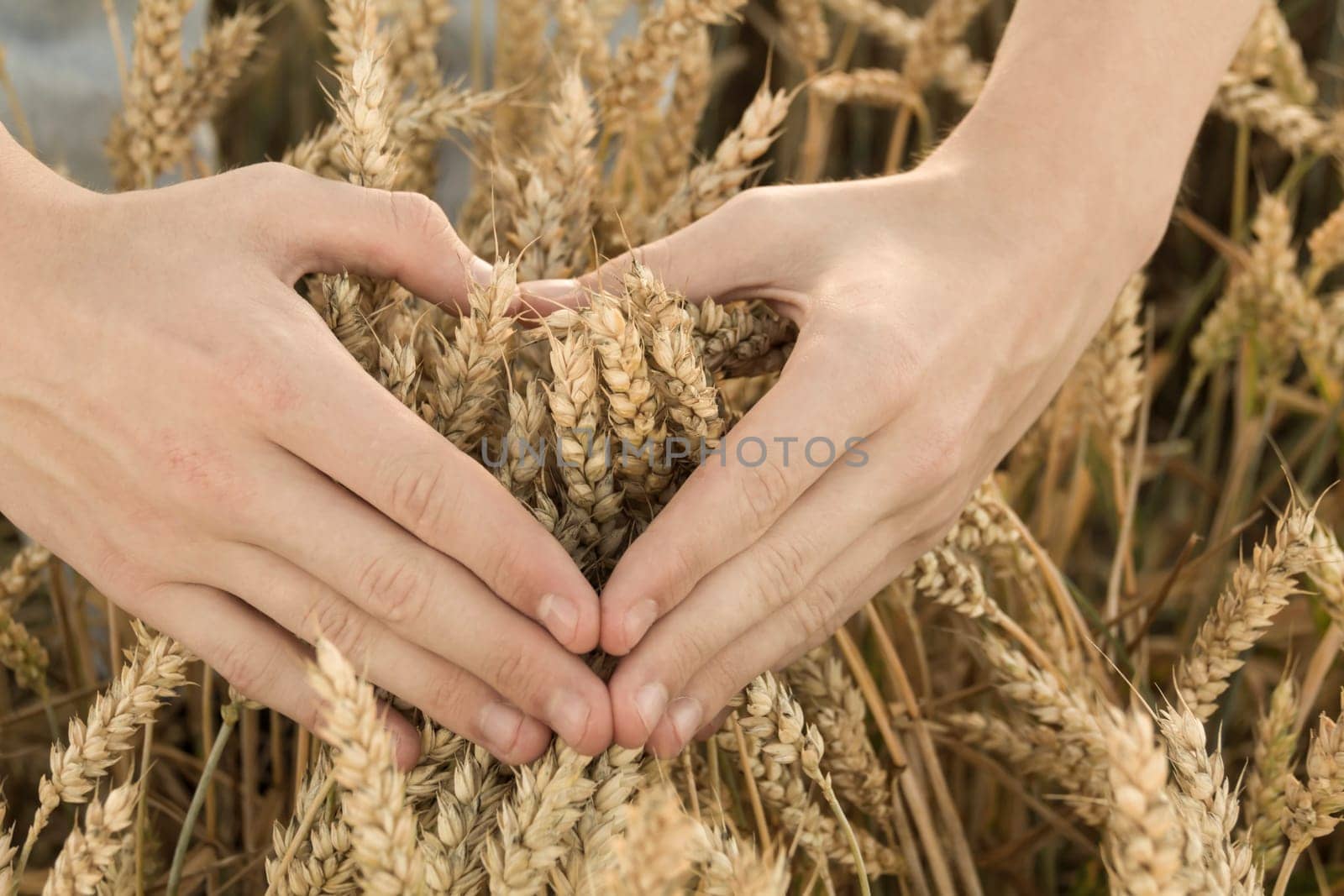 Men's hands in the form of a heart in a field with cereals, wheat. Grain for making bread. the concept of economic crisis and hunger
