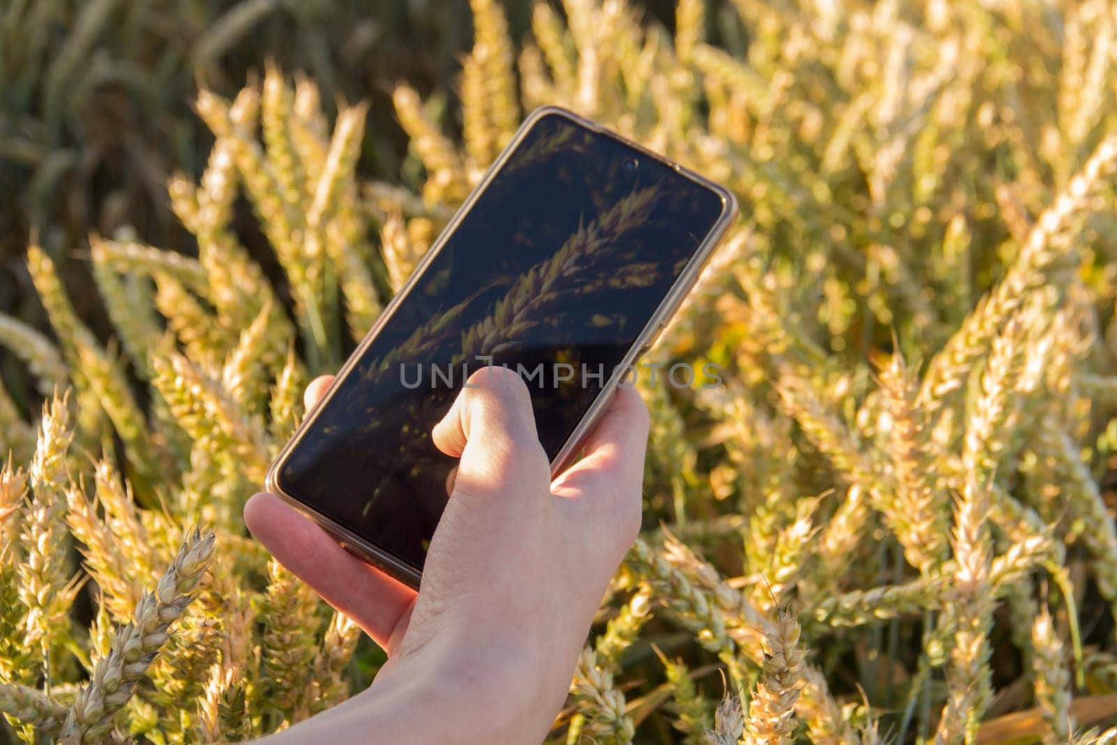 The hand of a young man with a mobile phone who is photographing an ear of wheat in a field
