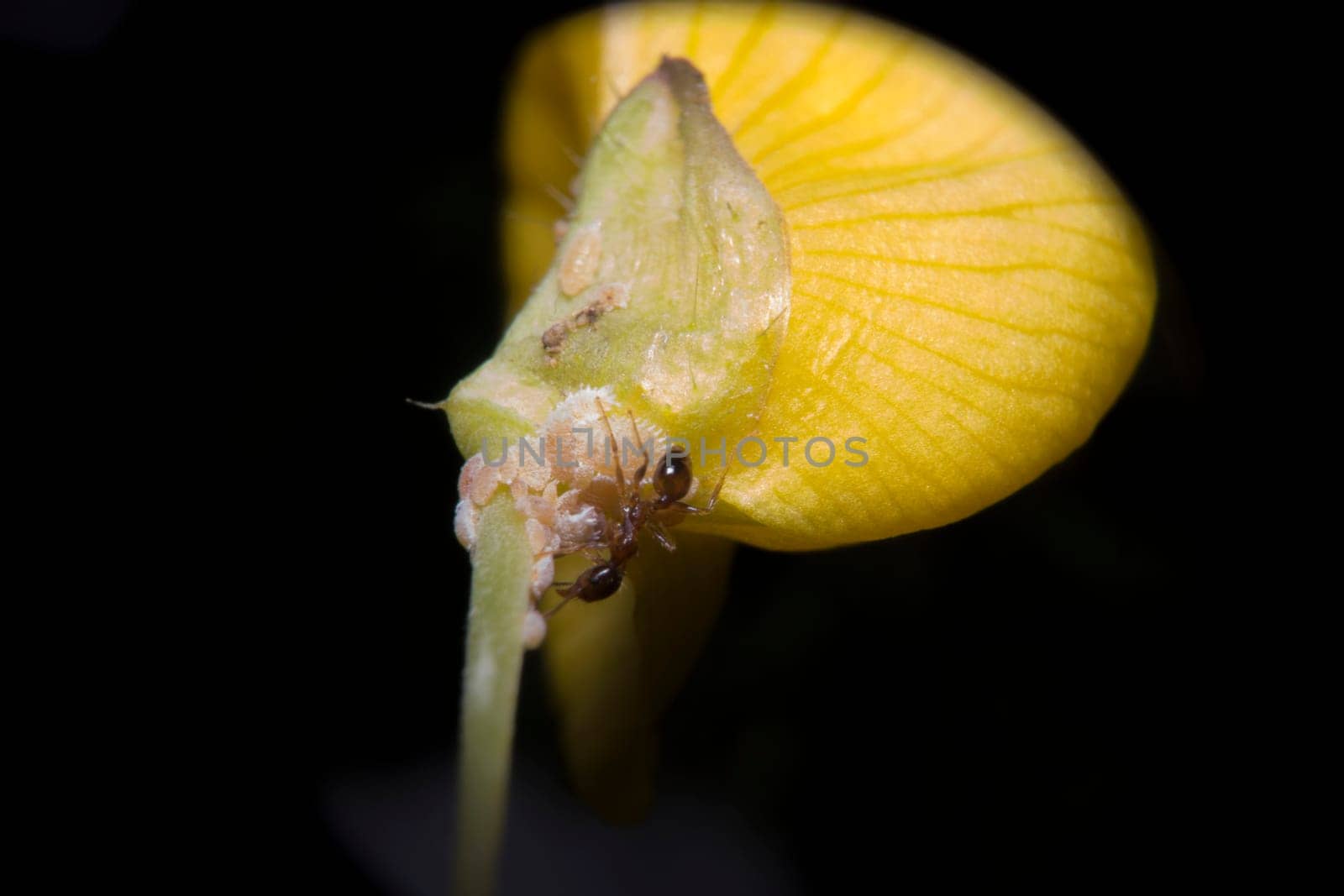 An ant on a yellow flower is feeding its aphids