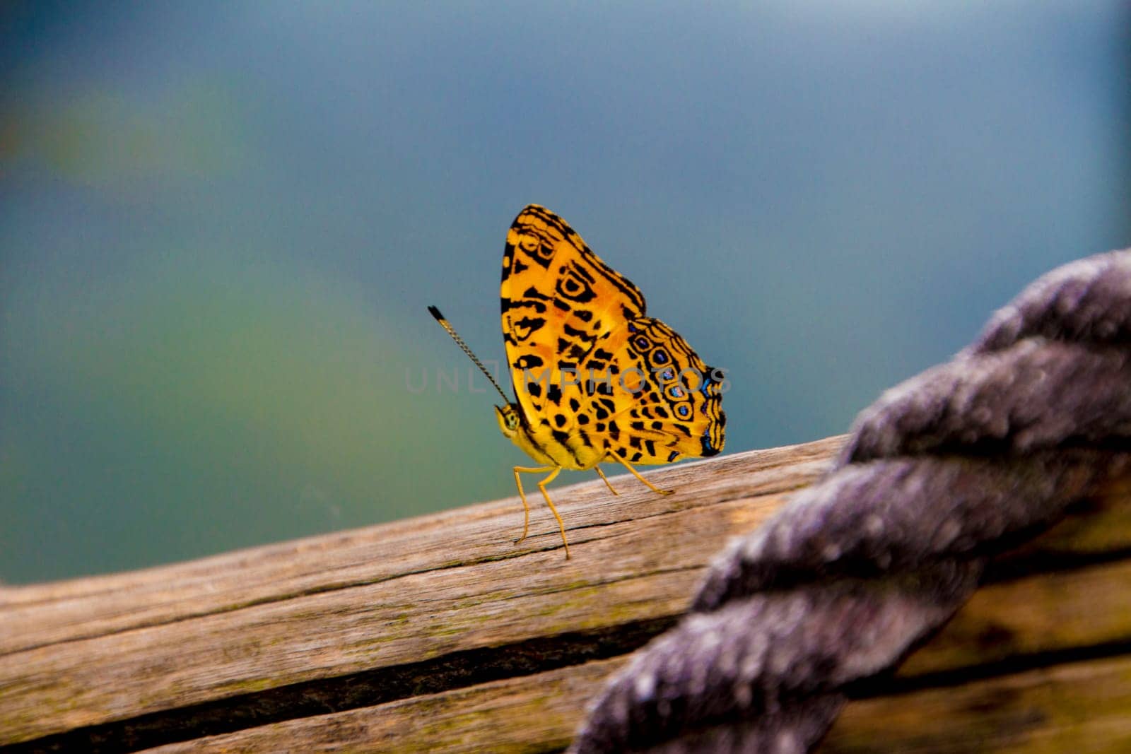 A yellow spotted butterfly rests on a wood