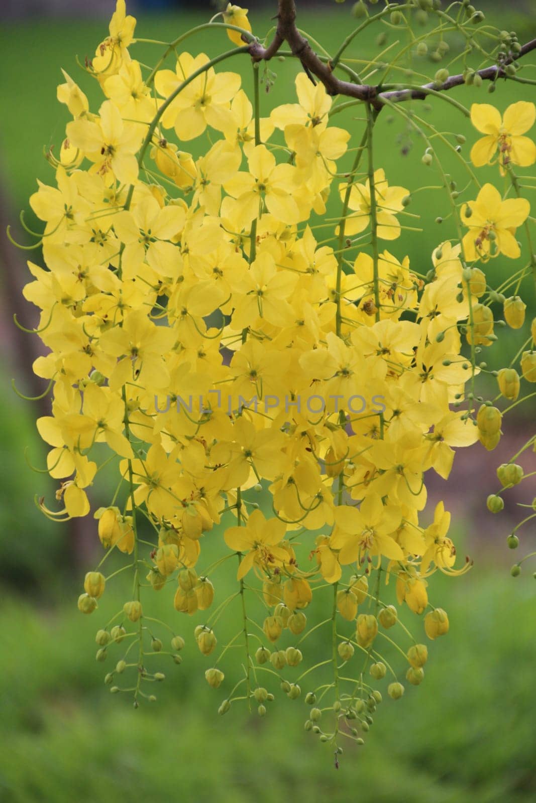 Arbor is full of clusters of yellow flowers