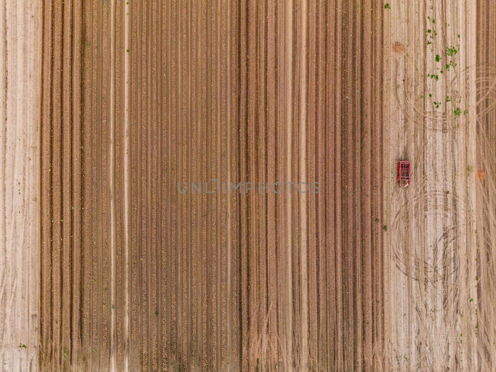 Onions and an onion or on an onion field as an aerial view from a great height