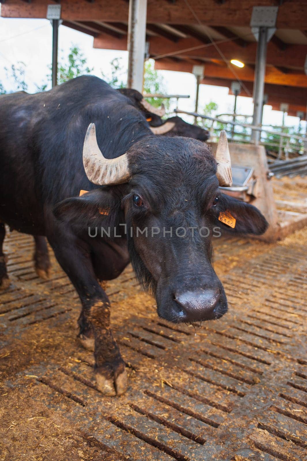 italian mediterranean buffalo breed farm specializing in the production of buffala mozzarella cheese of campania region in paes Italy.