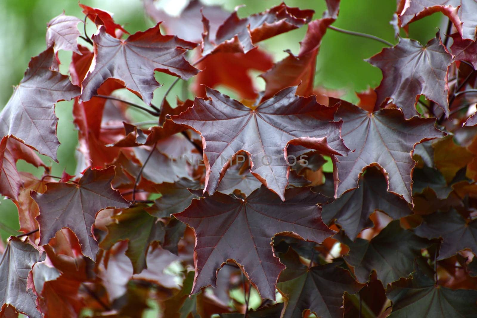 Acer platanoides is a Norway Maple Royal red by olgavolodina