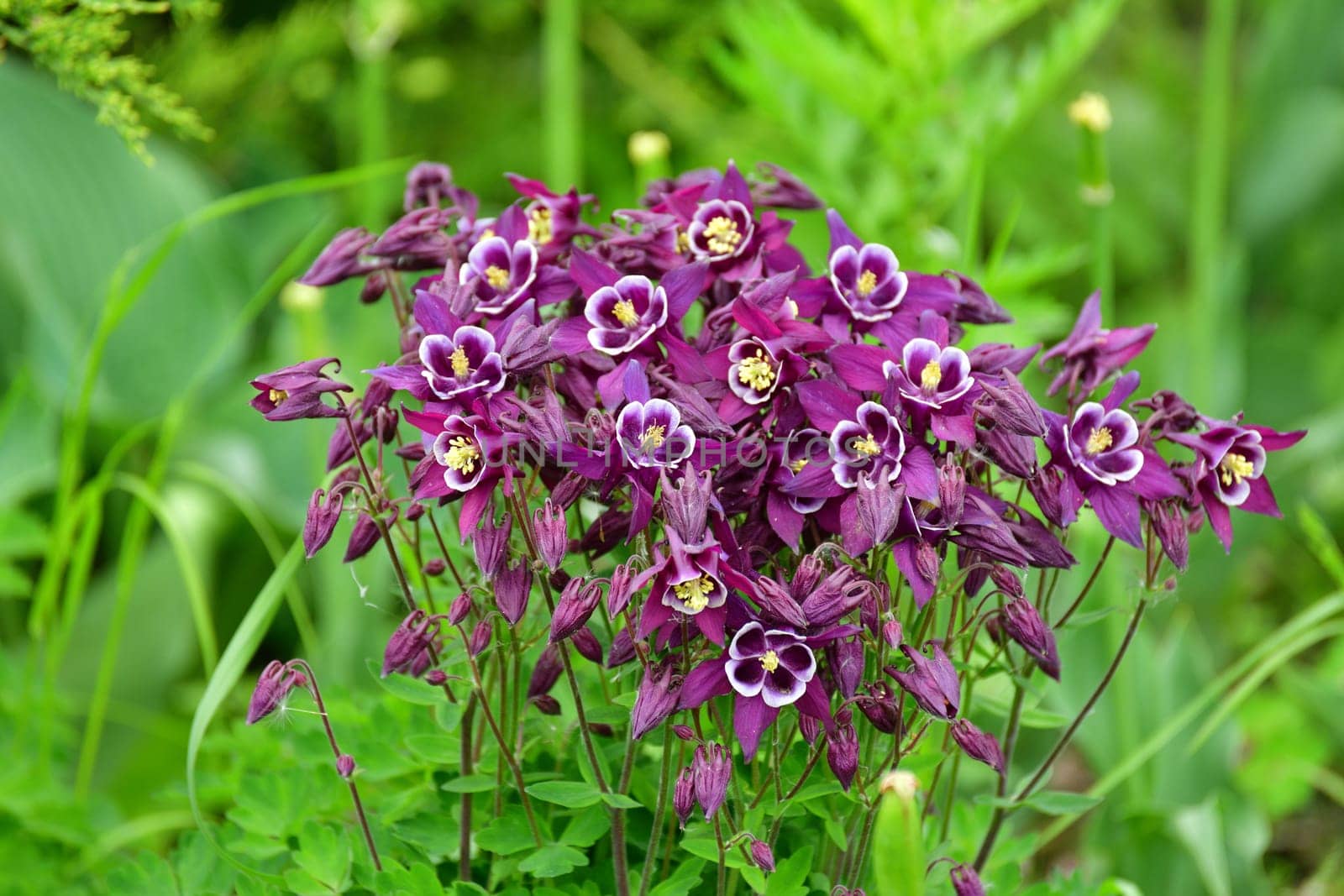 Beautiful purple Aquilegia flower on nature background closeup by olgavolodina