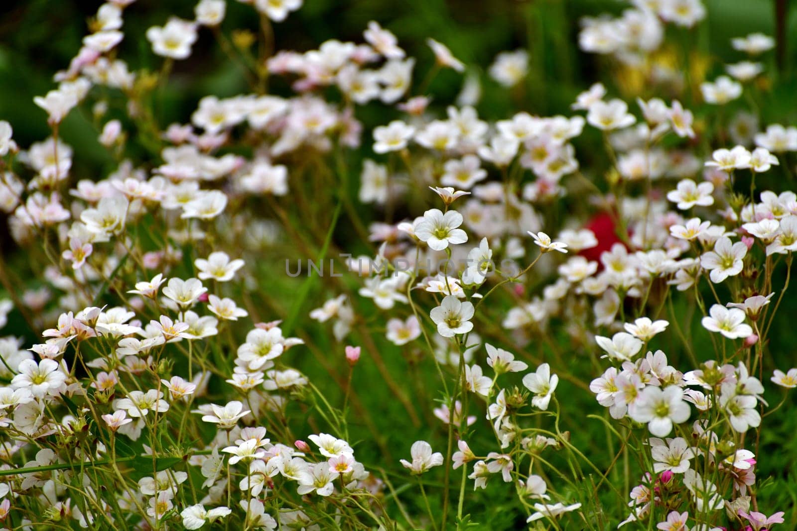 Saxifraga is ornamental herbaceous plant used for landscaping gardens.