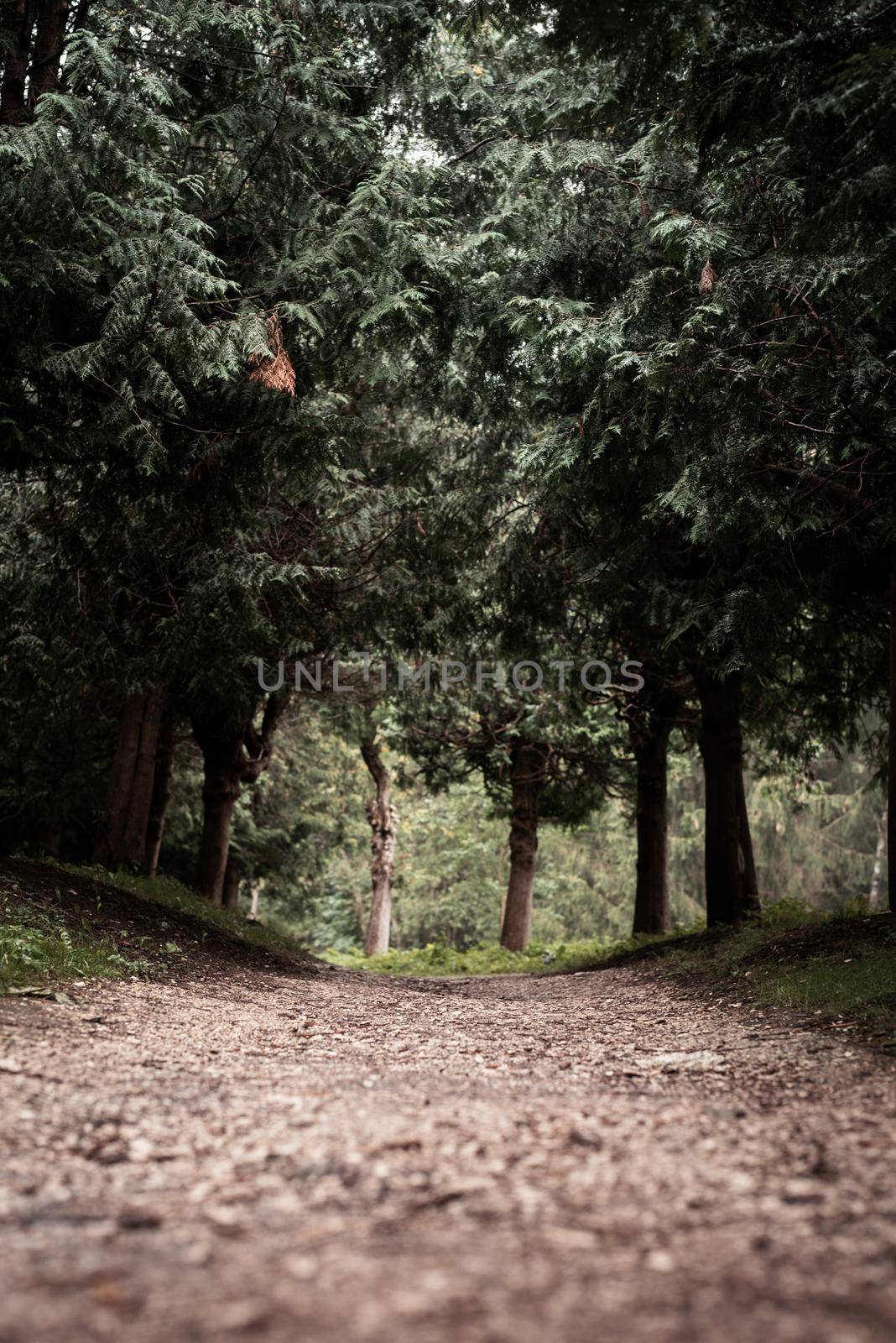 Beautiful nature. Pathway in the misty pine forest