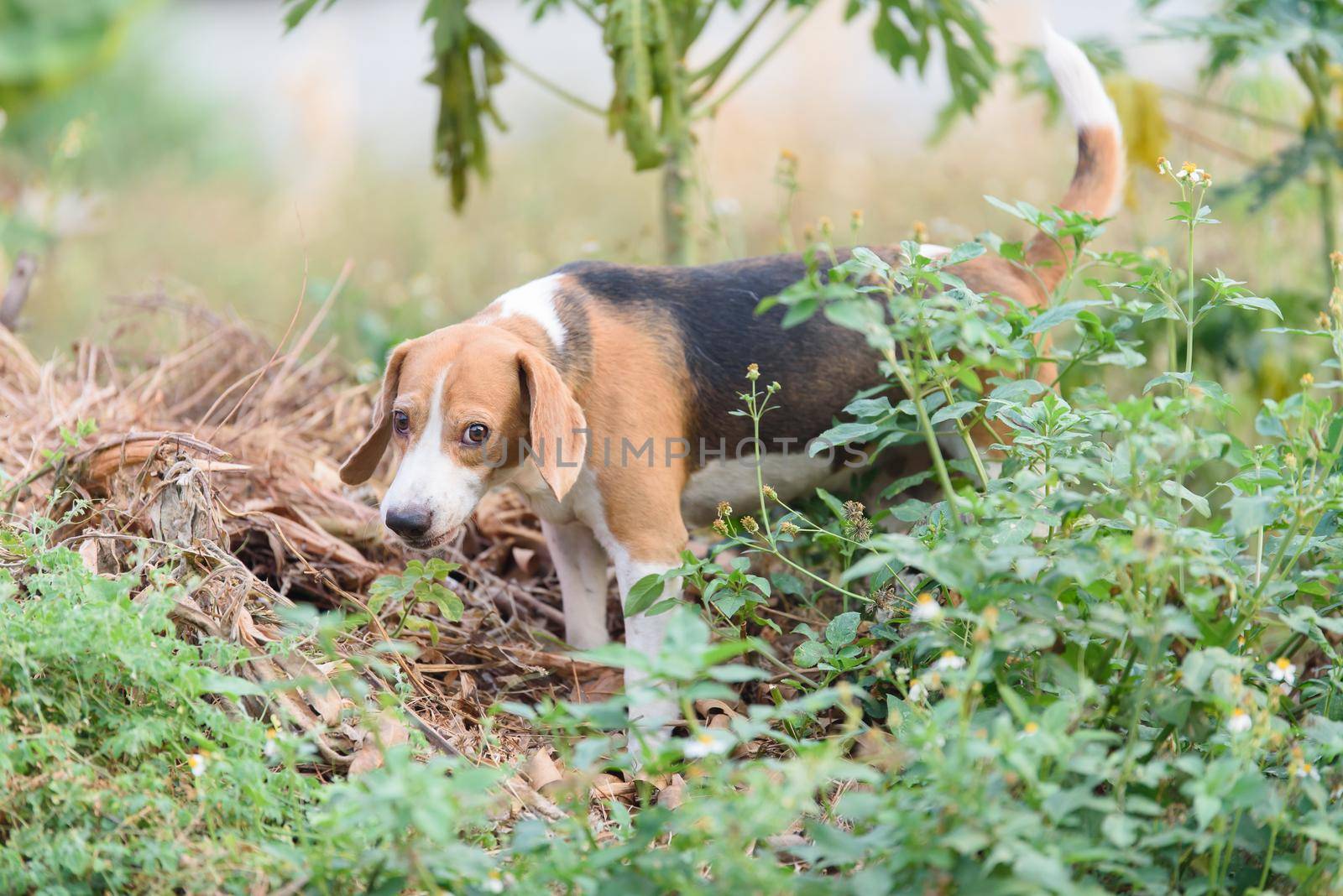 beagle portrait by Wmpix