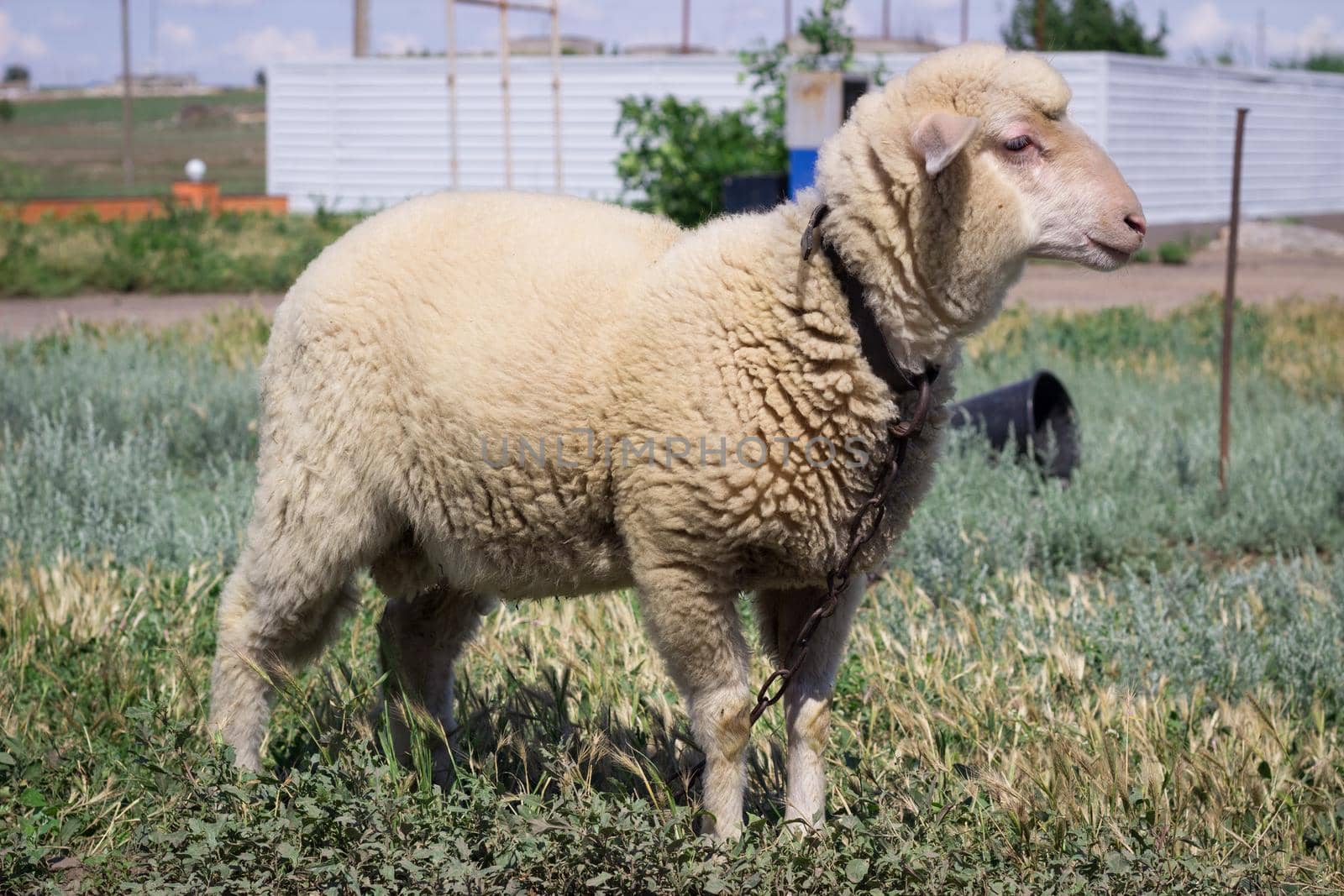 White sheep stands on pasture breeding