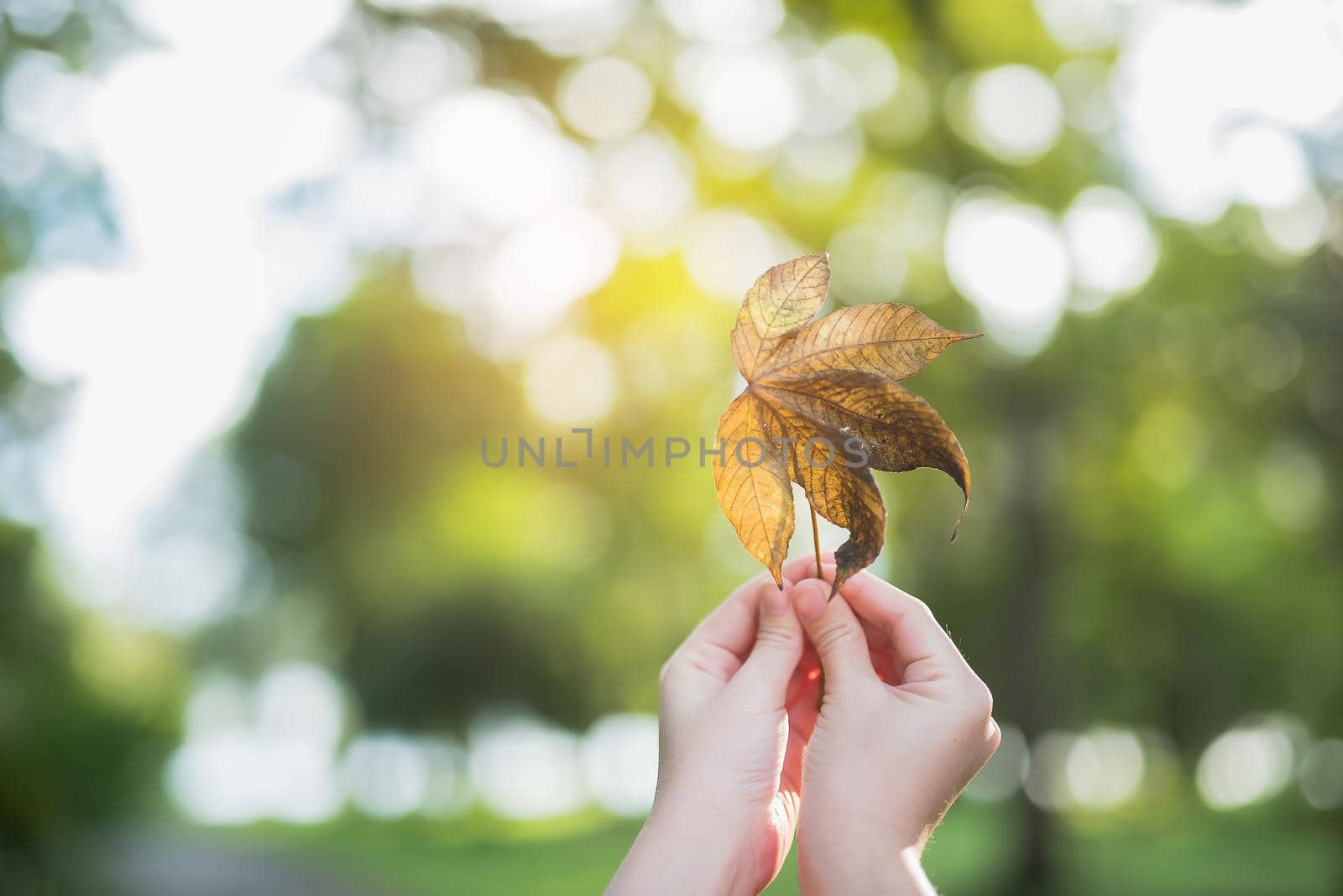 girl hand hoding dry leaf on green background