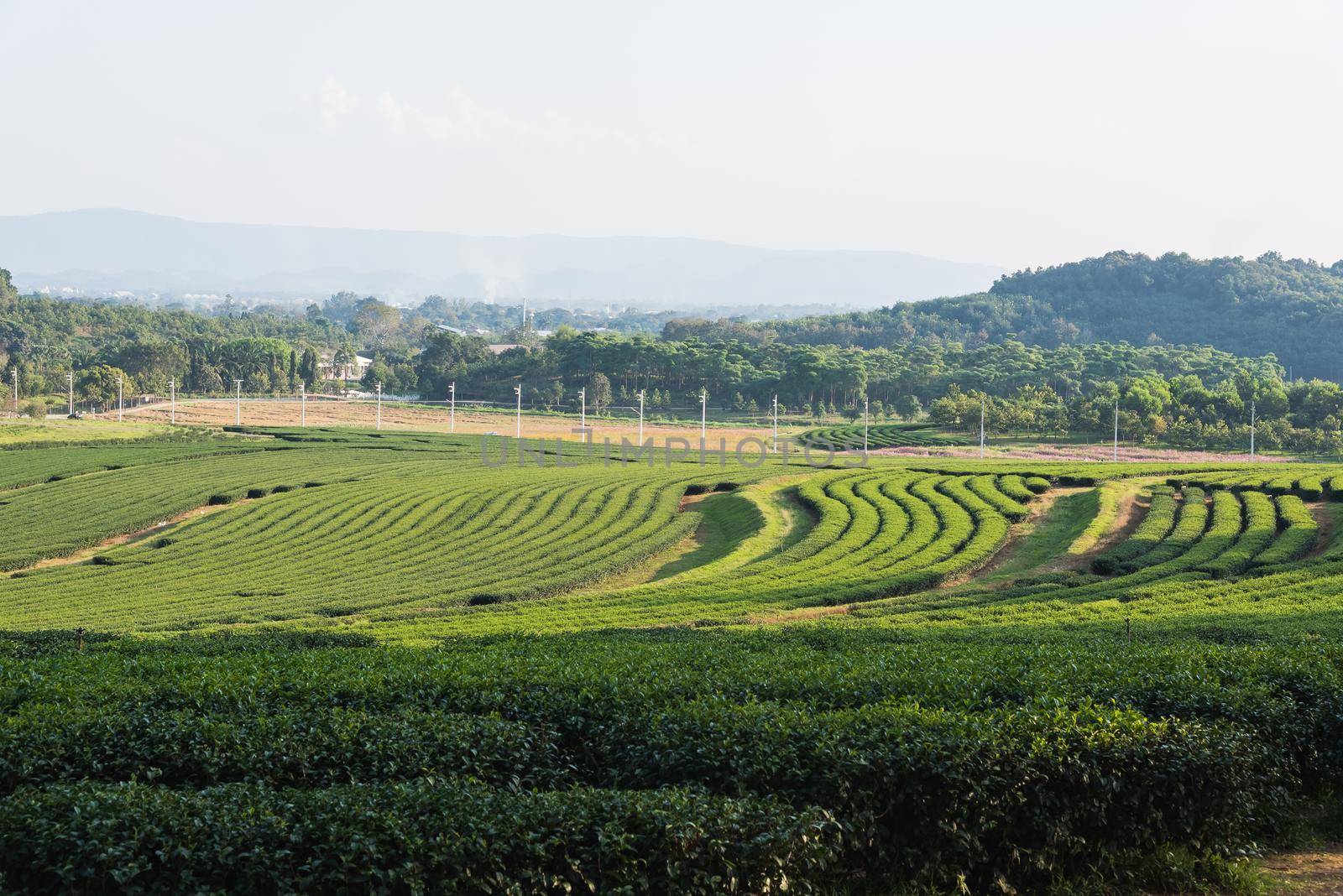 Green tea farm, Chiang Rai by Wmpix