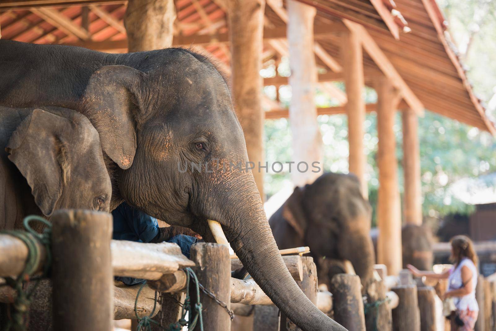 elephant at the zoo