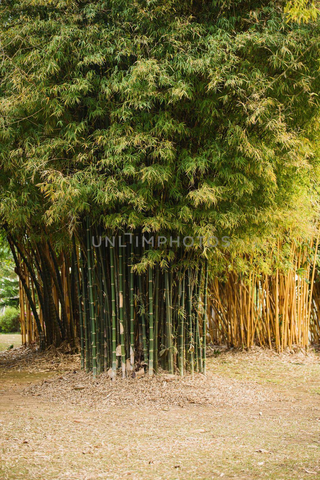 bamboo forest by Wmpix