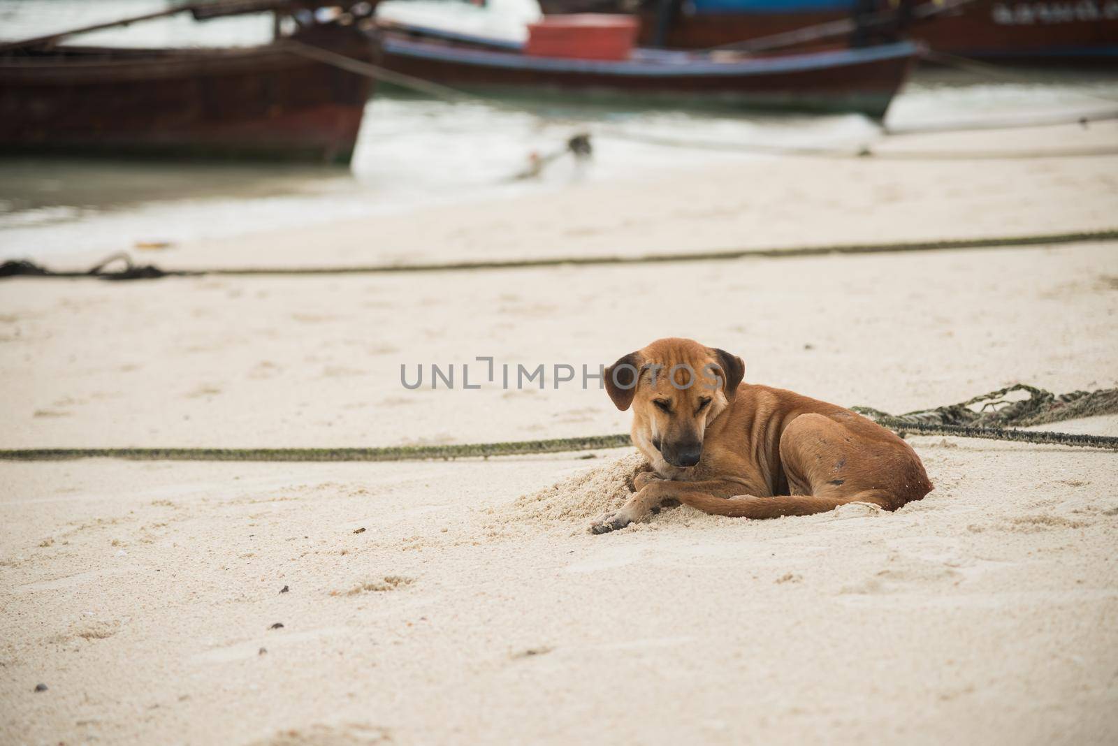 Dog Sleeping On The Beach by Wmpix